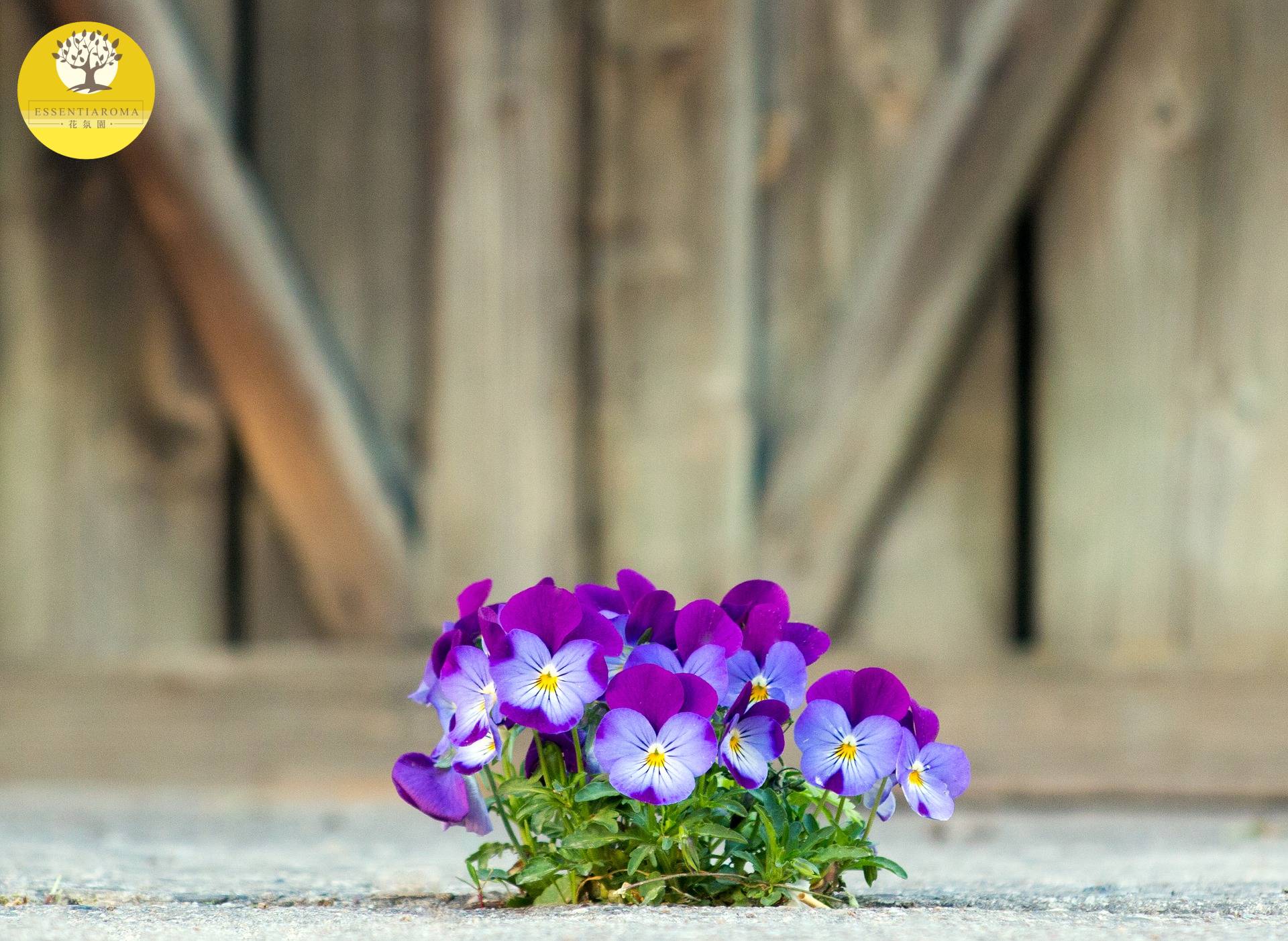 【精油時事：成長】