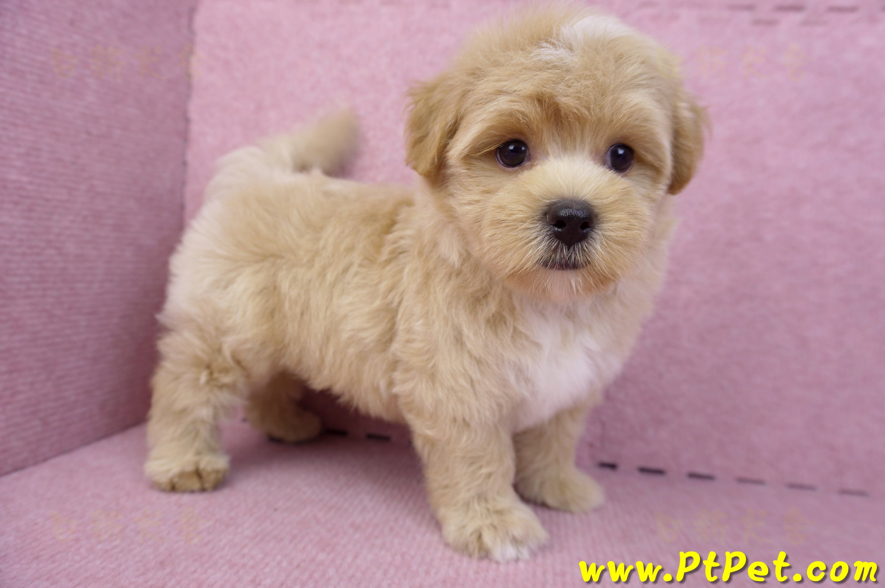 08/06奶油色馬爾泰迪公幼犬1號(桃園中壢)