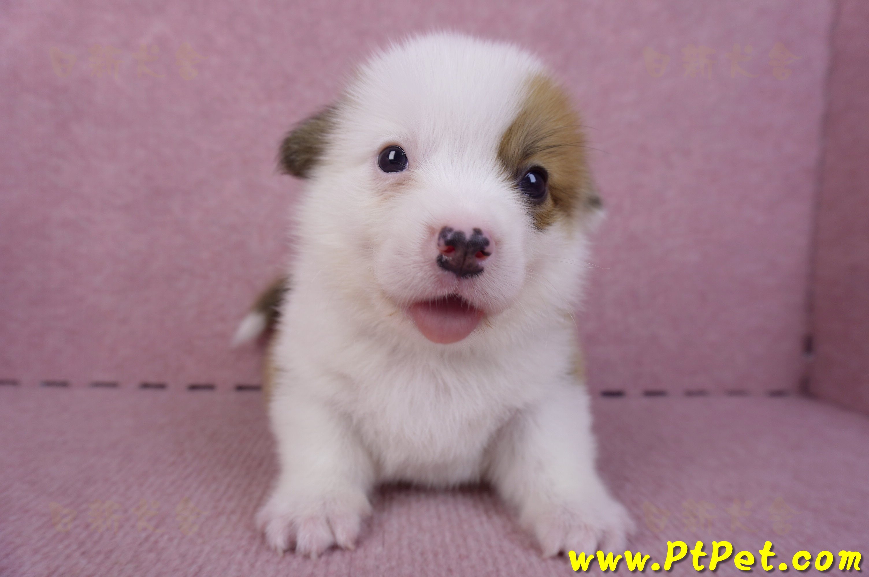 11/02雙色柯基犬公幼犬2號(屏東市)