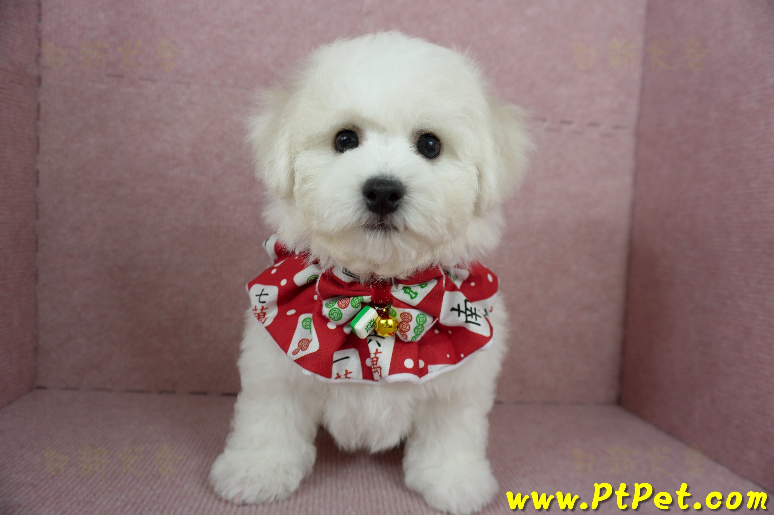 12/01比熊犬公幼犬(屏東市)