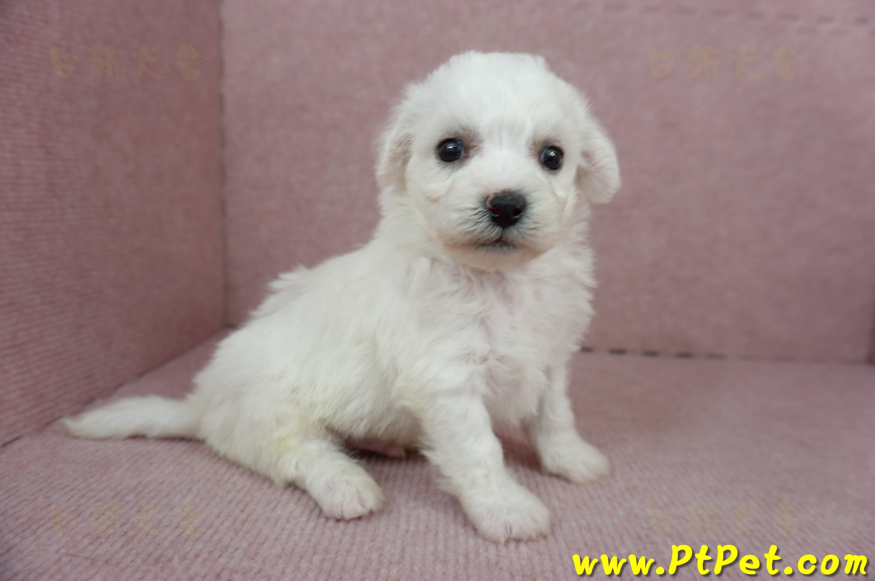 01/12比熊犬公幼犬2號(高雄大樹)