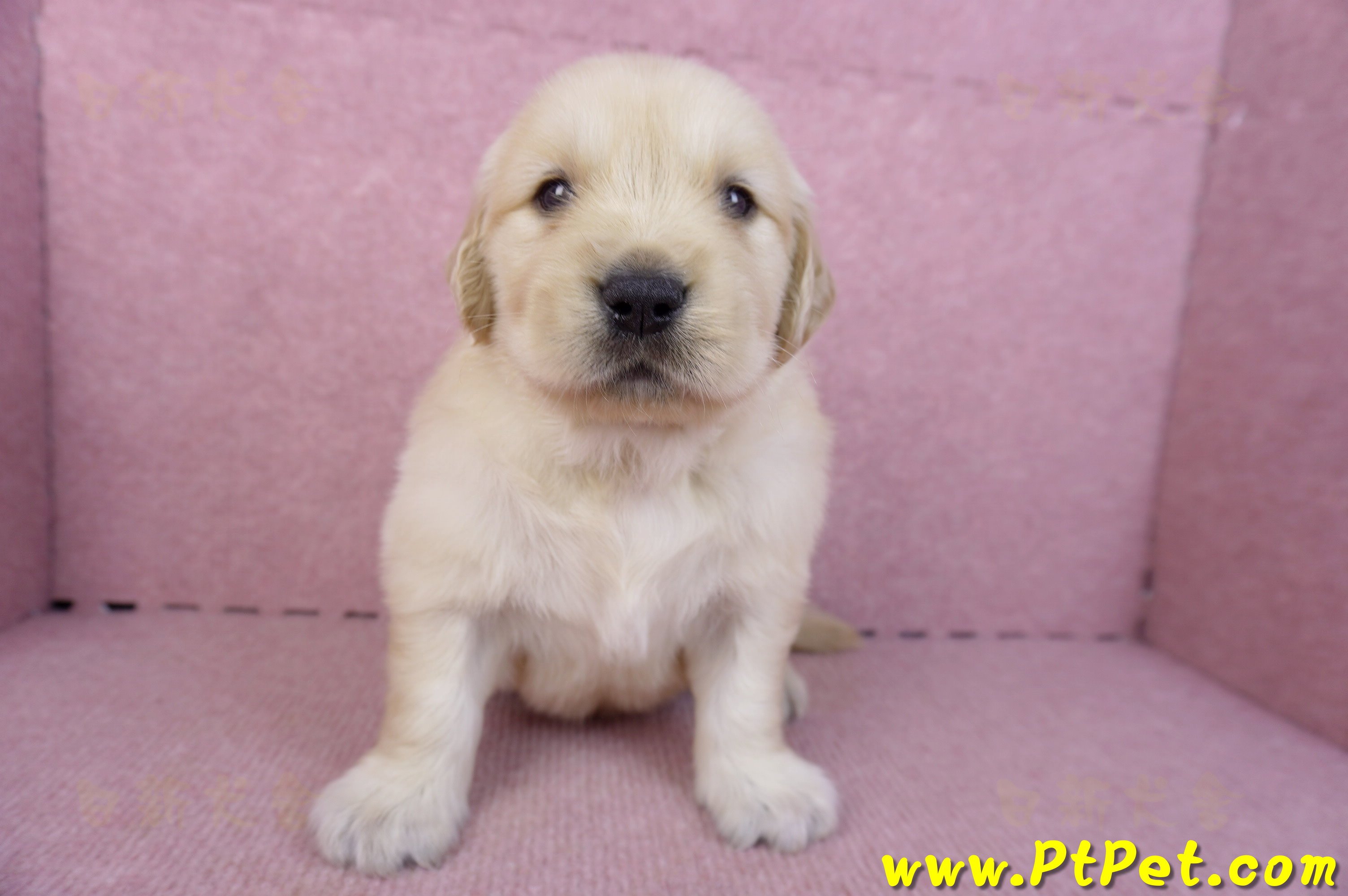 11/14黃金獵犬公幼犬1號(桃園楊梅)