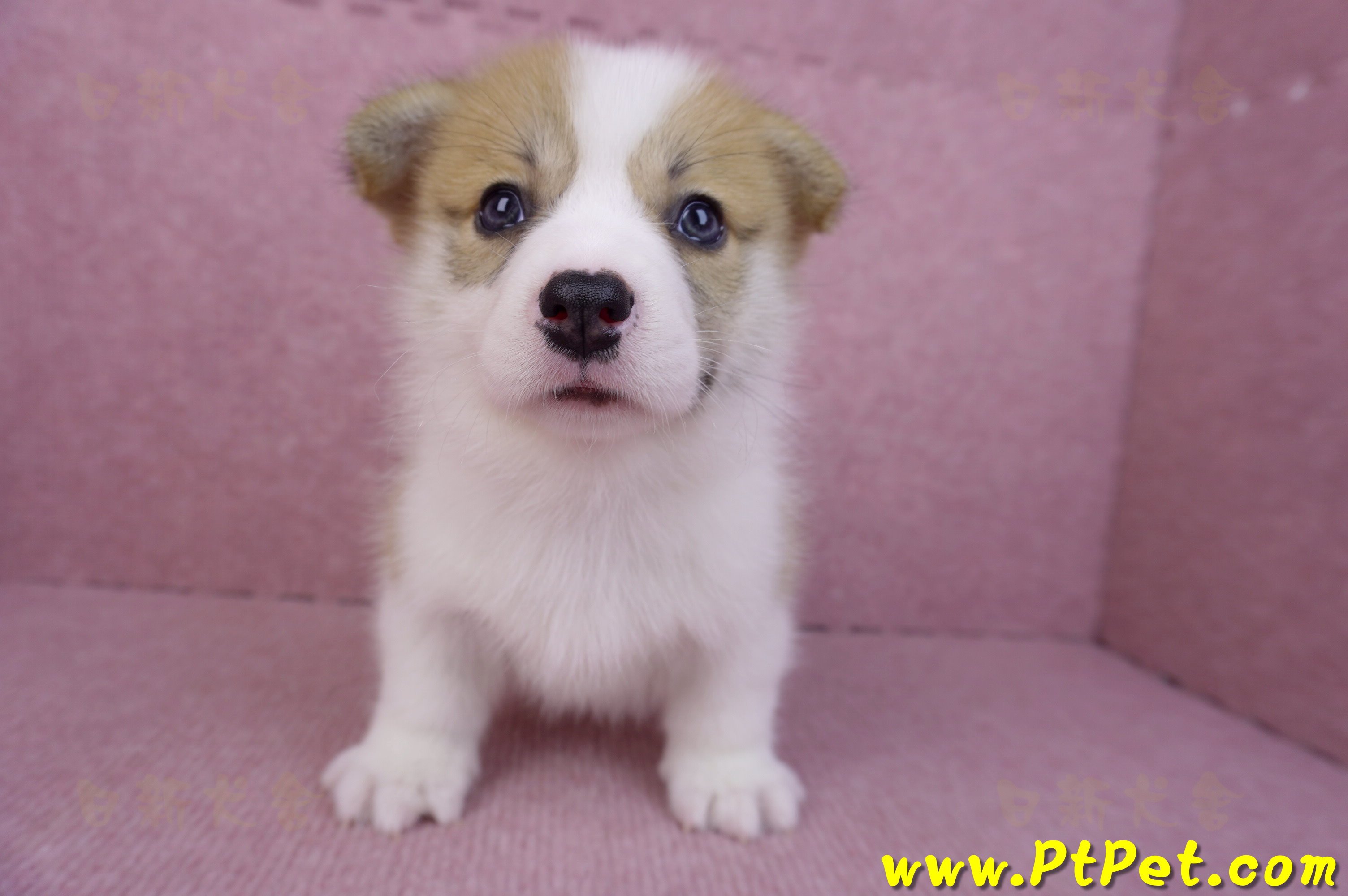 08/03雙色柯基犬公幼犬1號(高雄大樹)