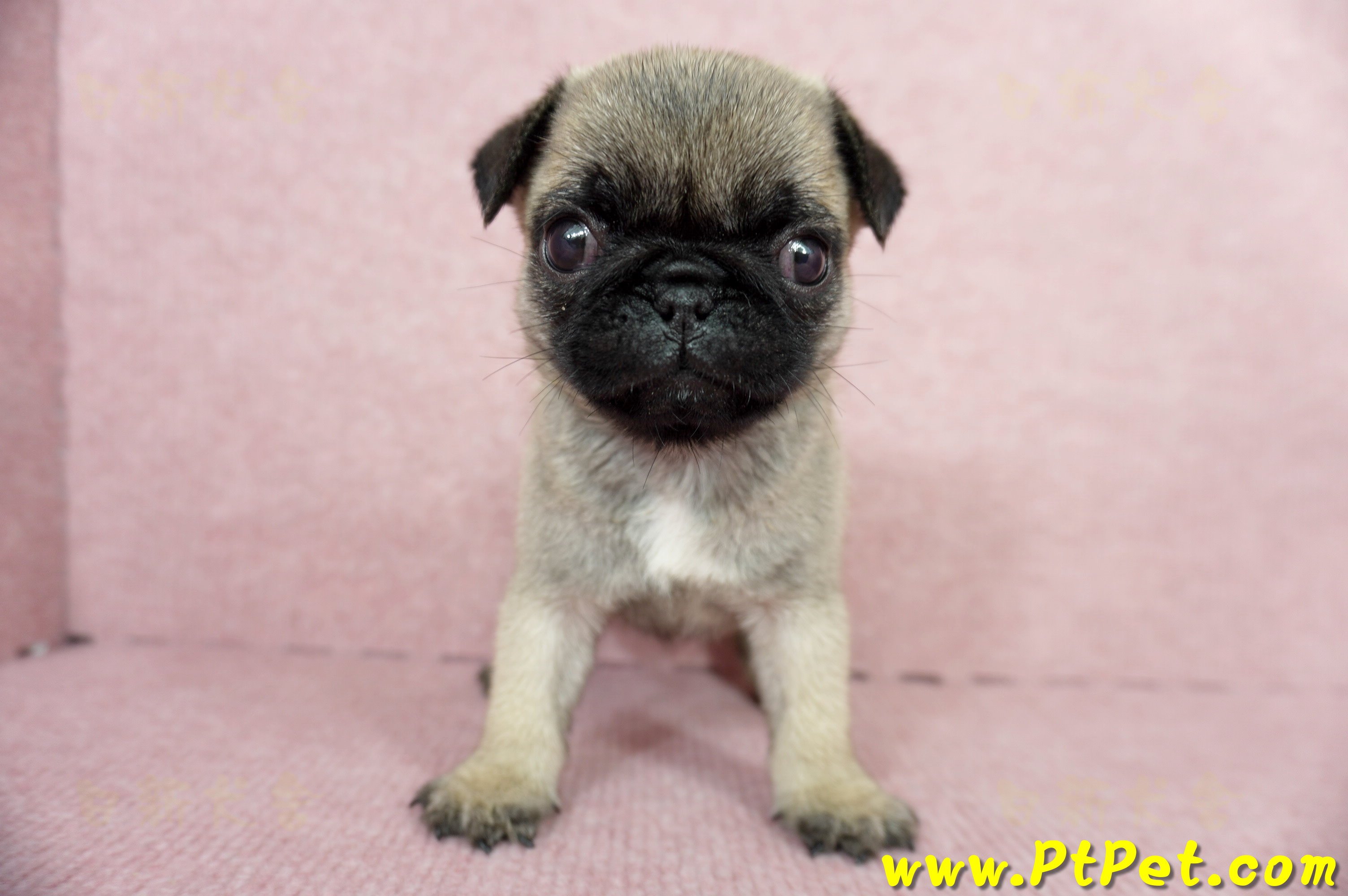 04/02巴哥母幼犬(高雄鼓山)