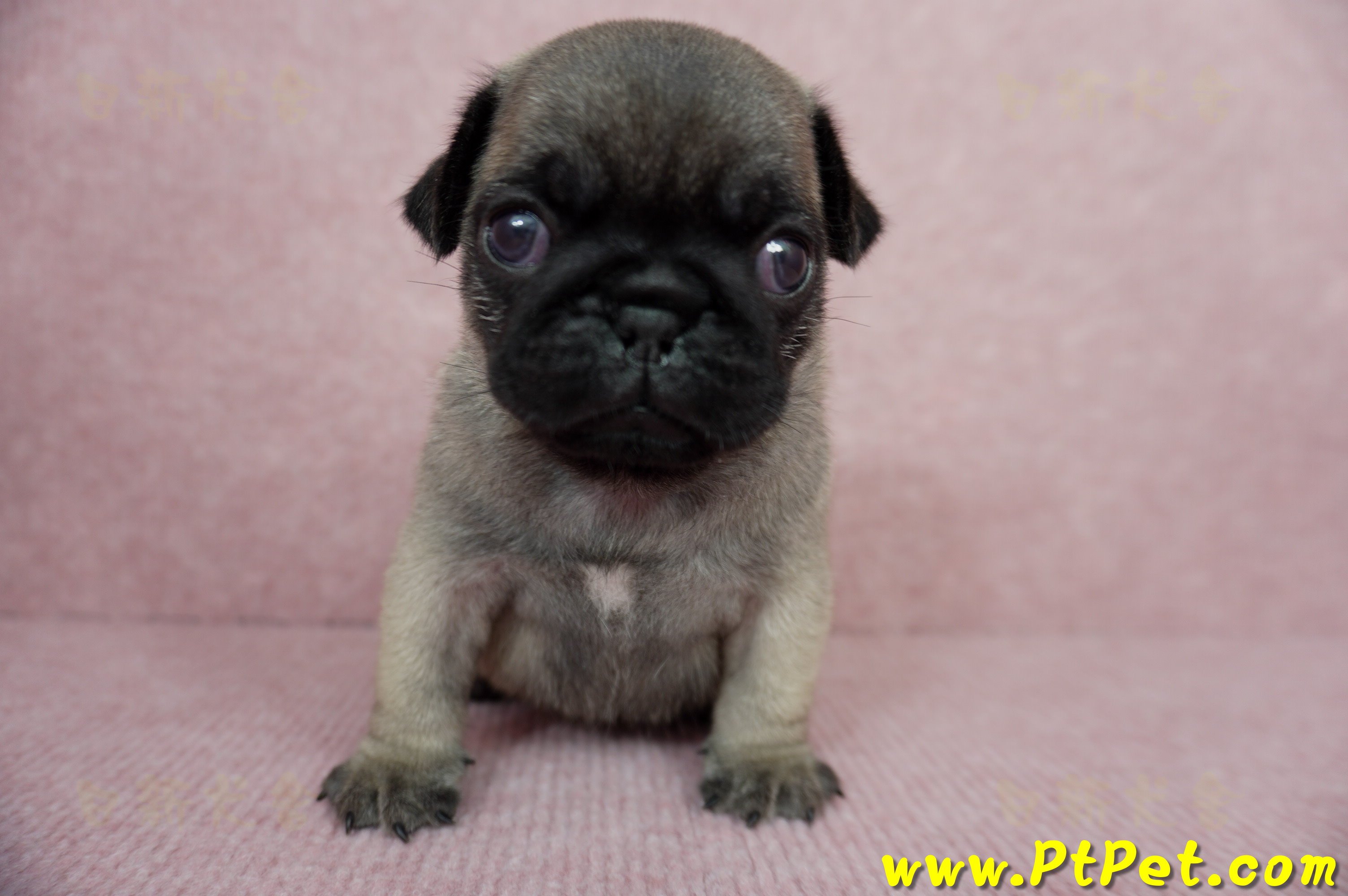 04/02巴哥公幼犬2號(台中外埔)