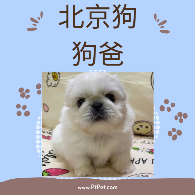 北京犬-狗爸