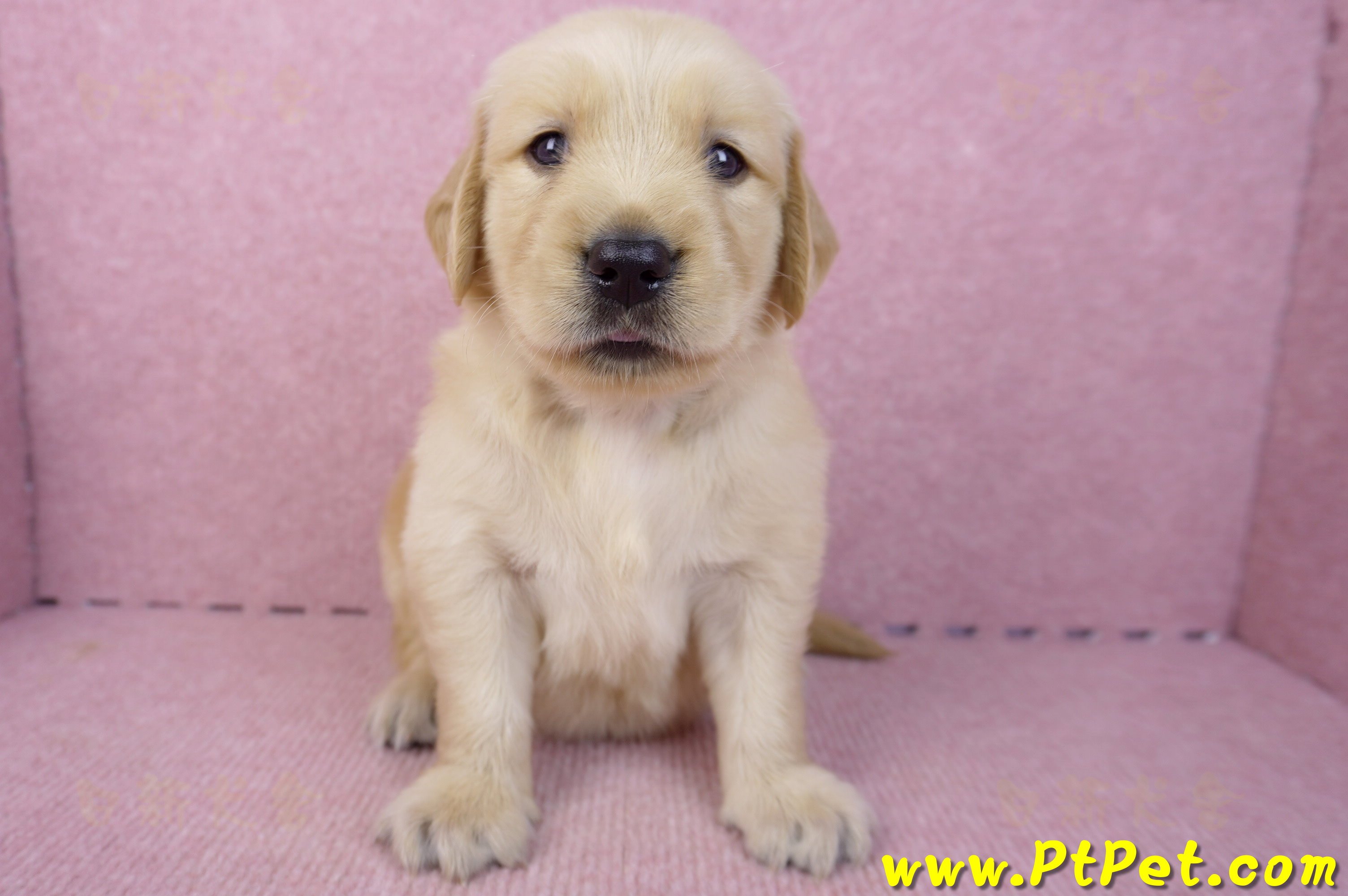 07/18黃金獵犬母幼犬1號(基隆信義)