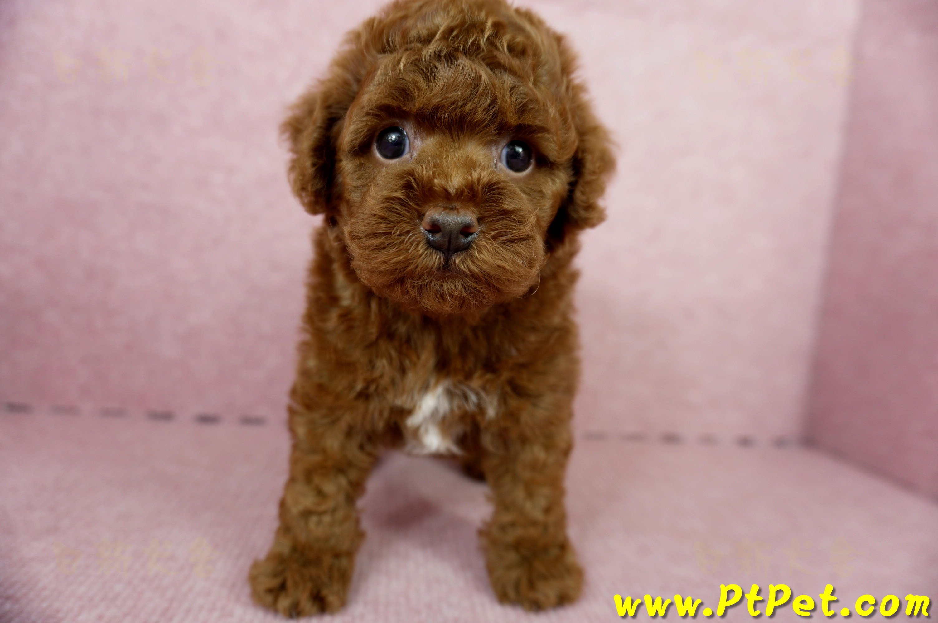 04/15玩具型紅貴賓公幼犬3號(屏東崁頂)