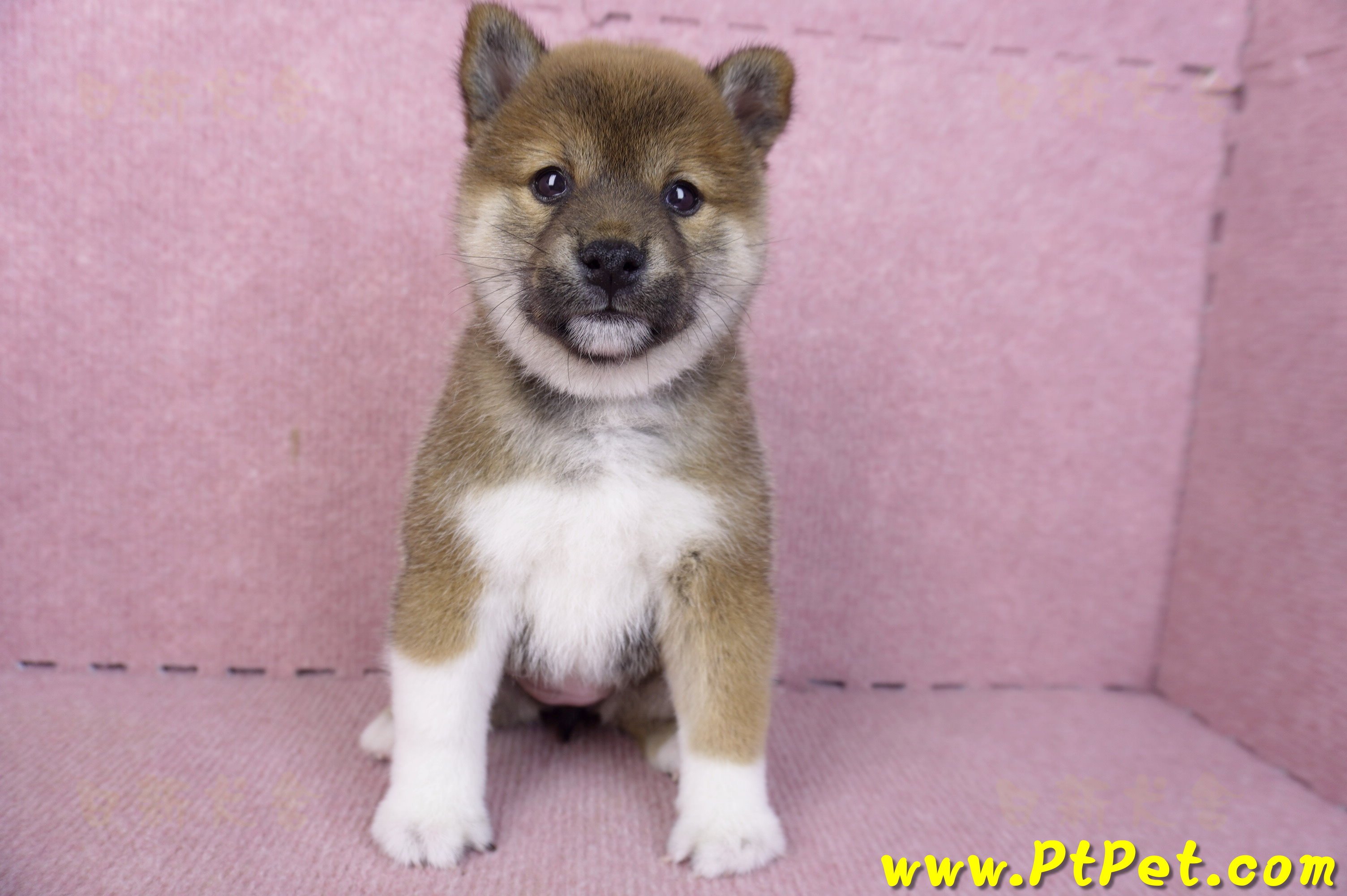 01/11赤色柴犬母幼犬3號(新竹竹北)