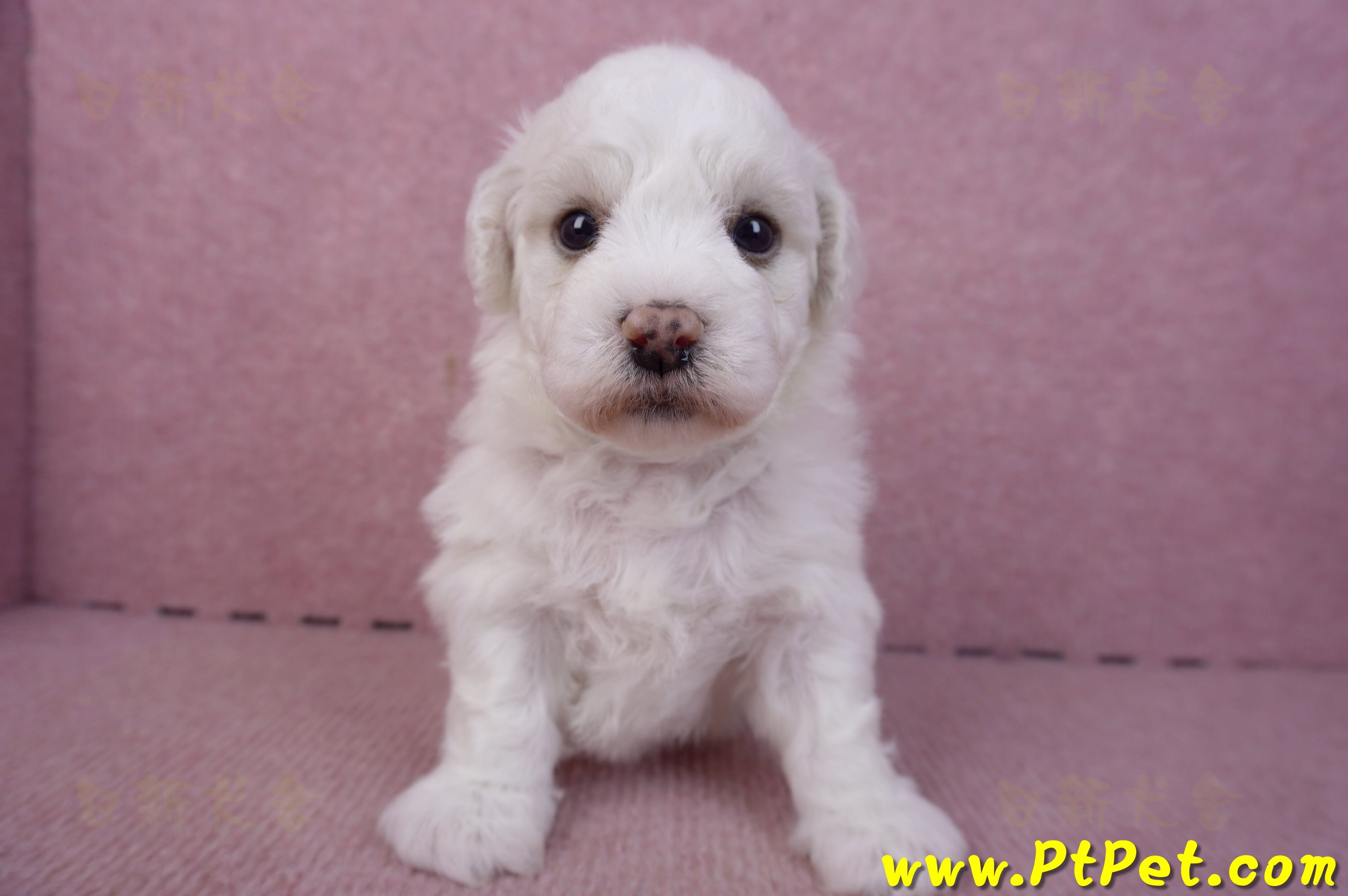 02/14比熊犬公幼犬2號(屏東內埔)