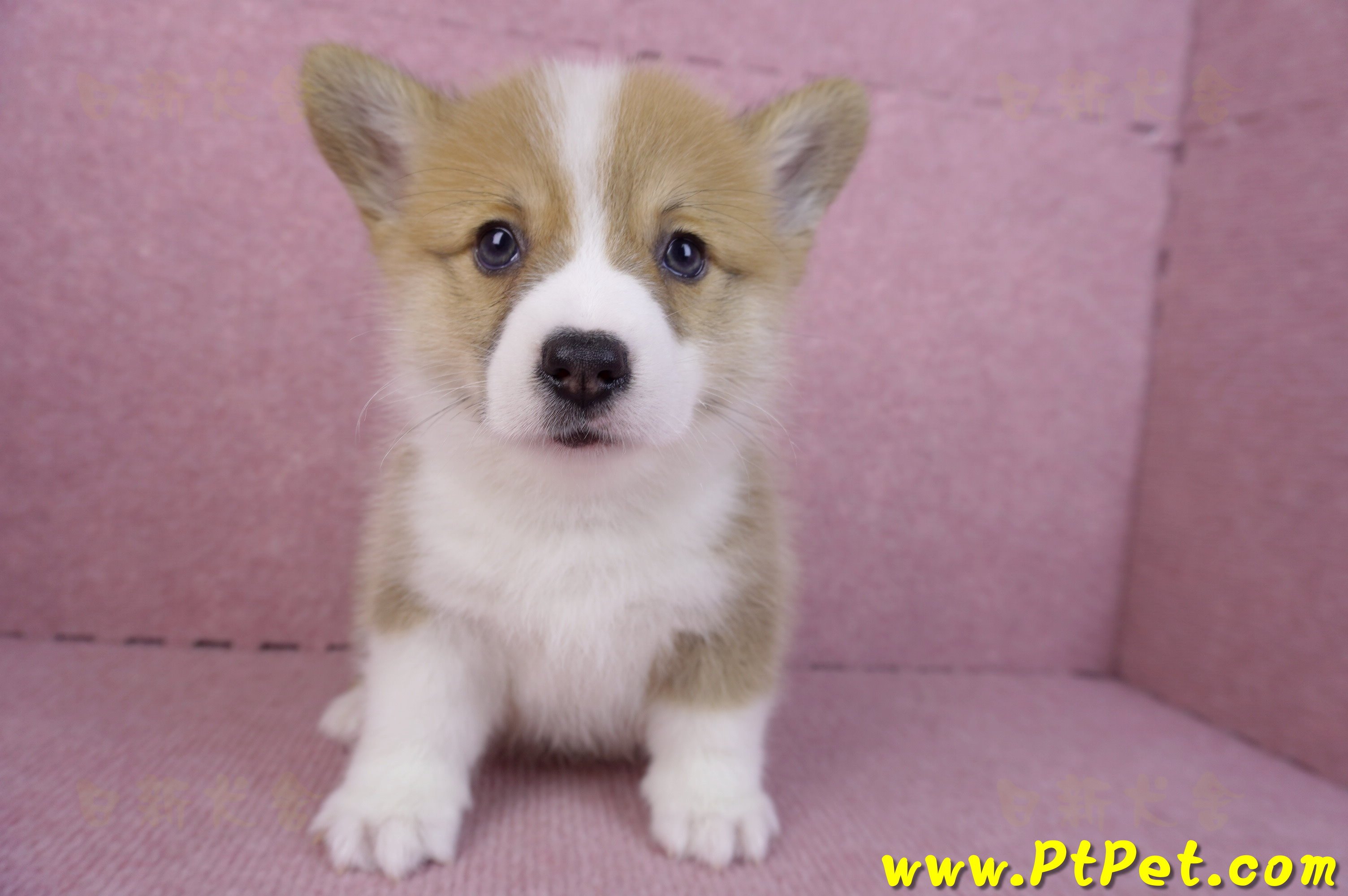 11/05雙色柯基犬公幼犬2號(屏東內埔)