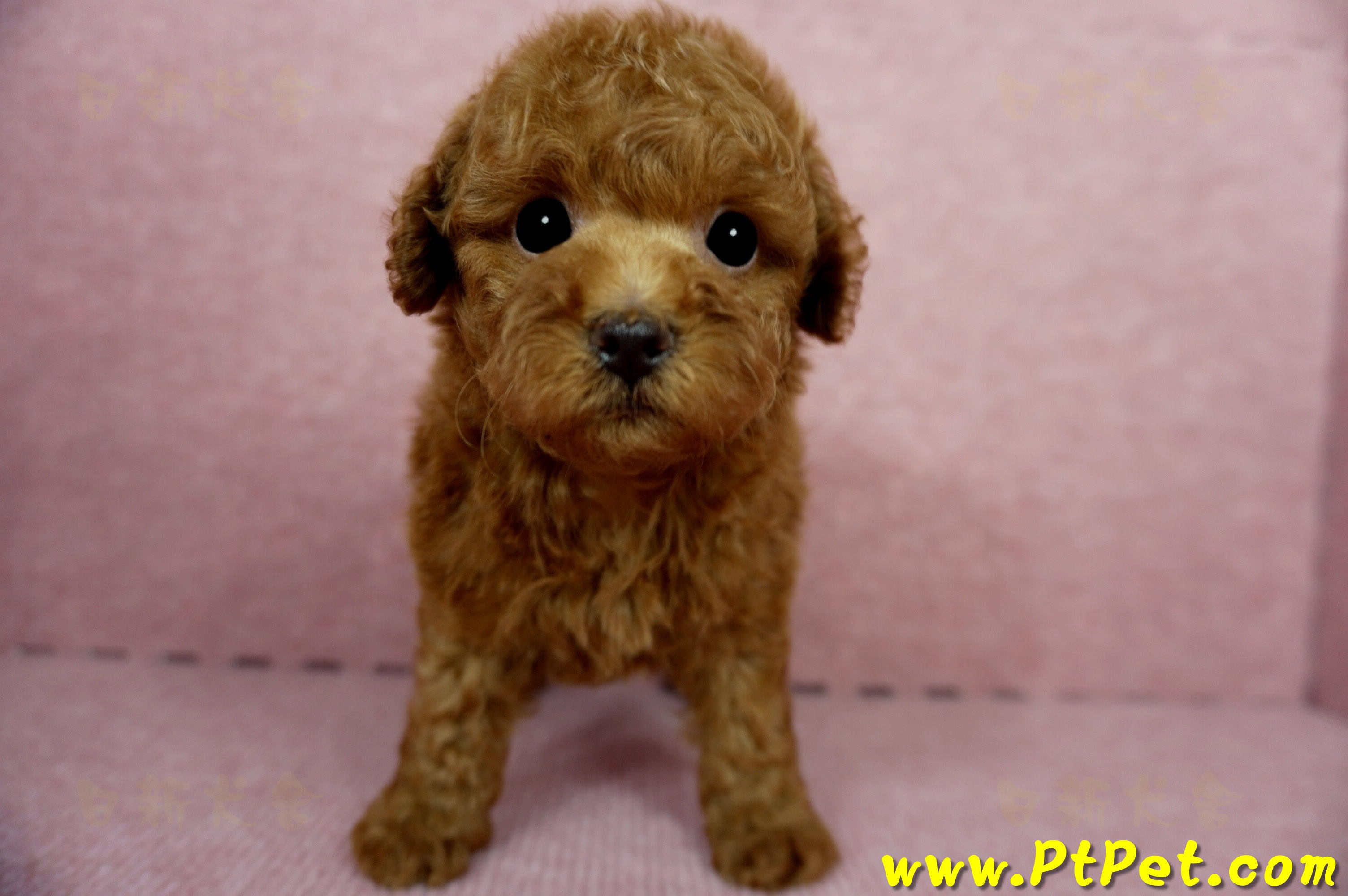 04/15玩具型紅貴賓母幼犬1號(台中大雅)