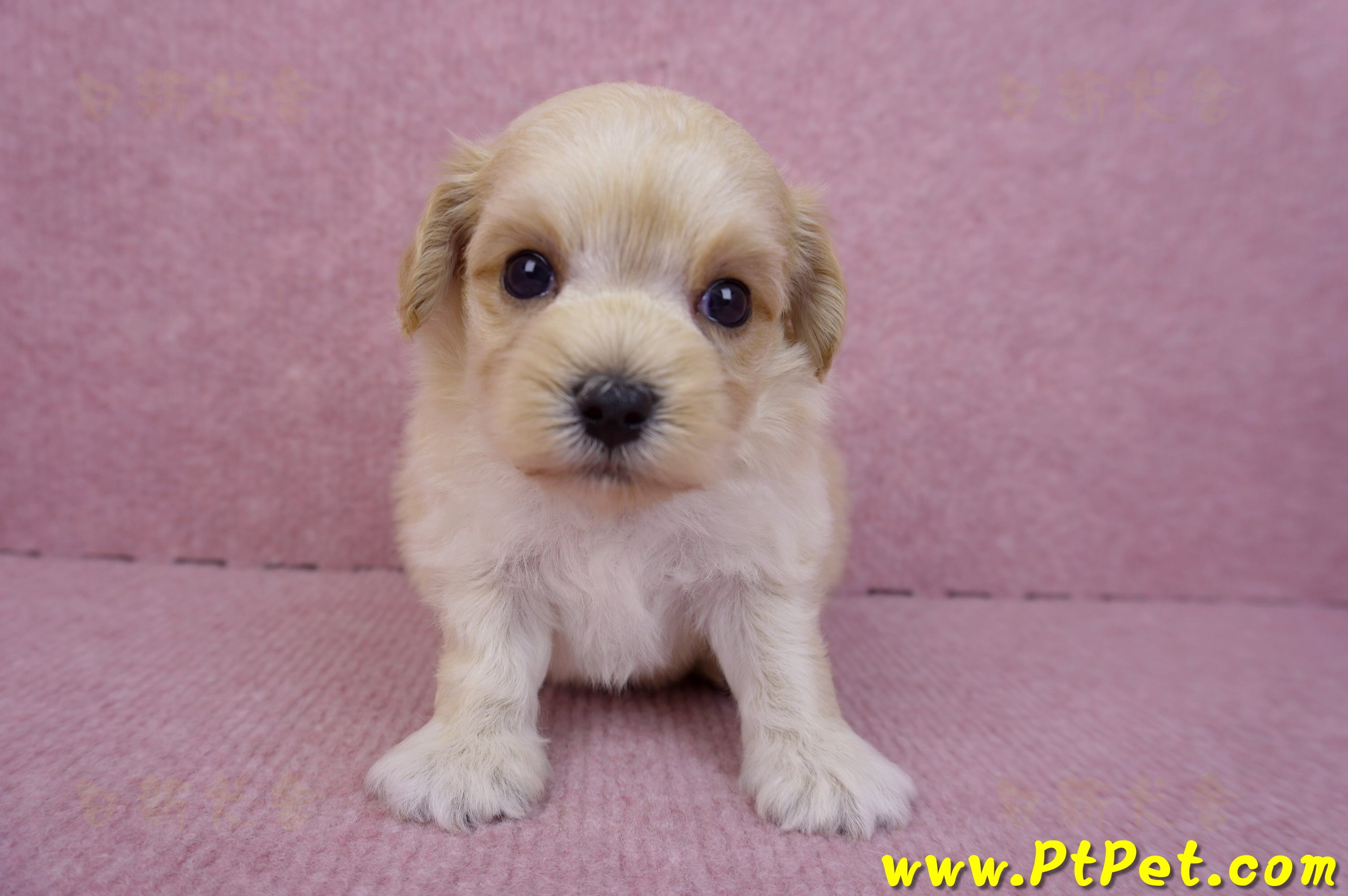 08/02奶油色馬爾泰迪公幼犬1號(花蓮吉安)