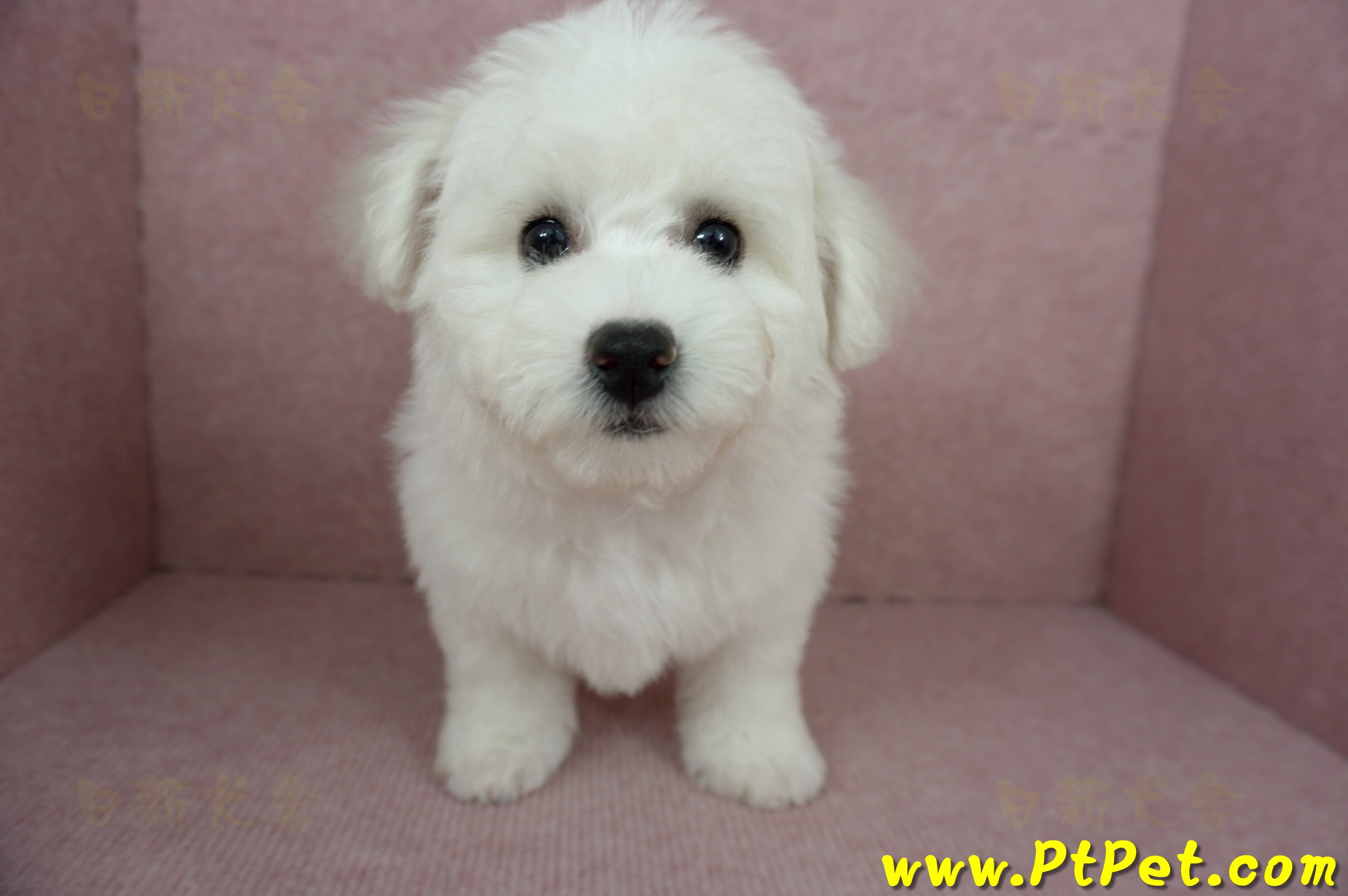 12/01比熊犬母幼犬(基隆中山)