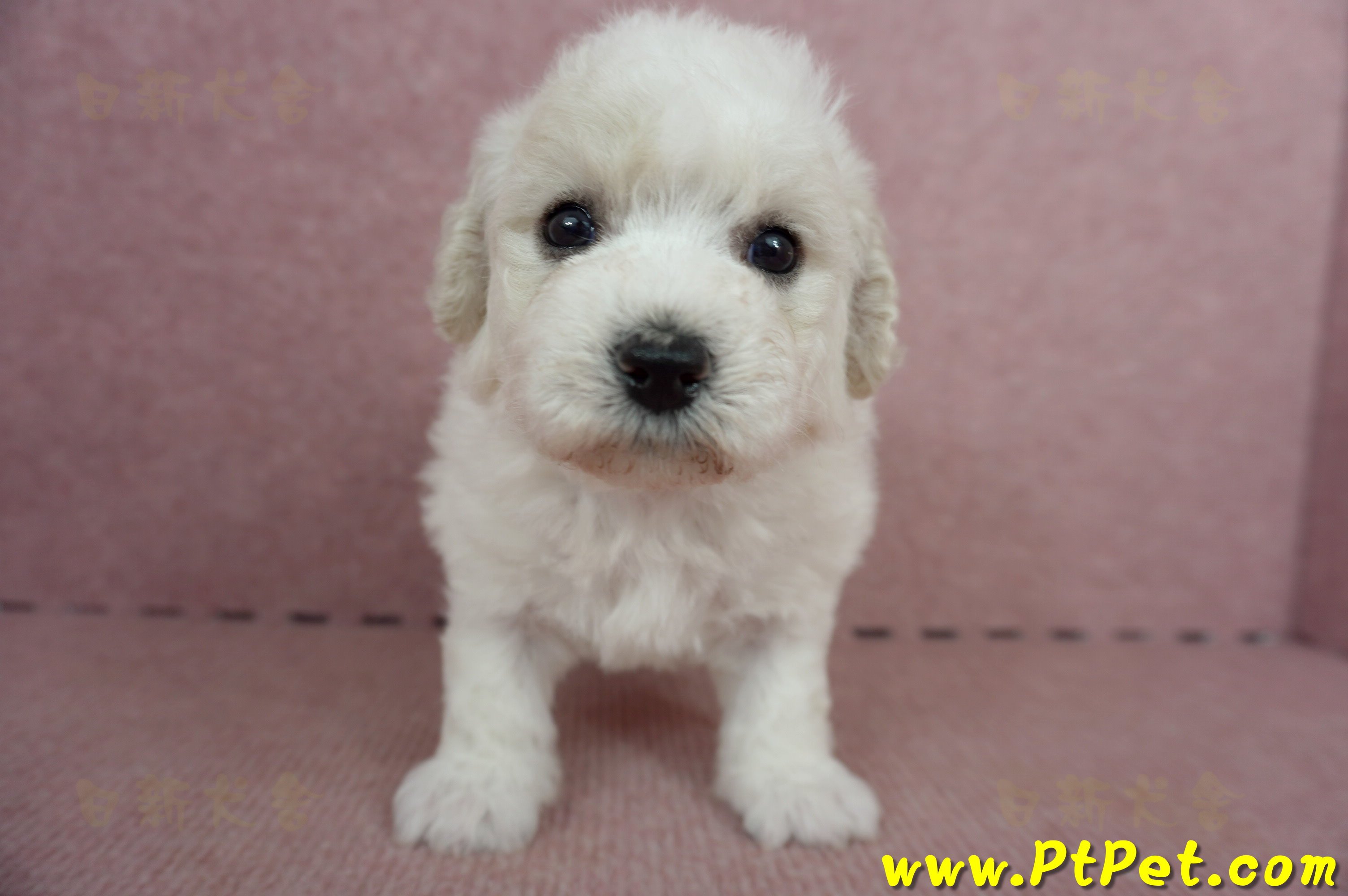 05/22比熊犬母幼犬(高雄仁武)