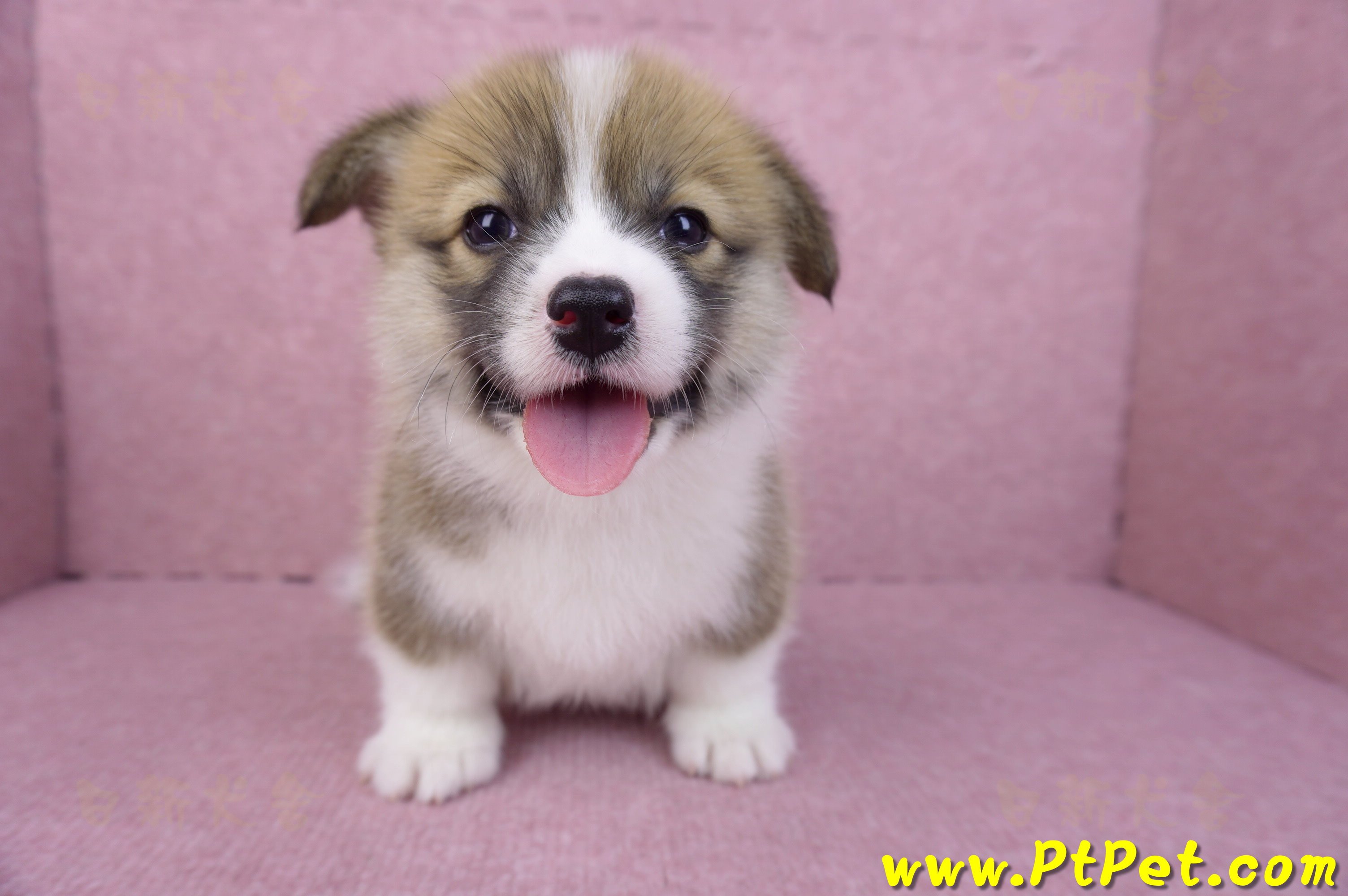 03/14雙色柯基犬母幼犬