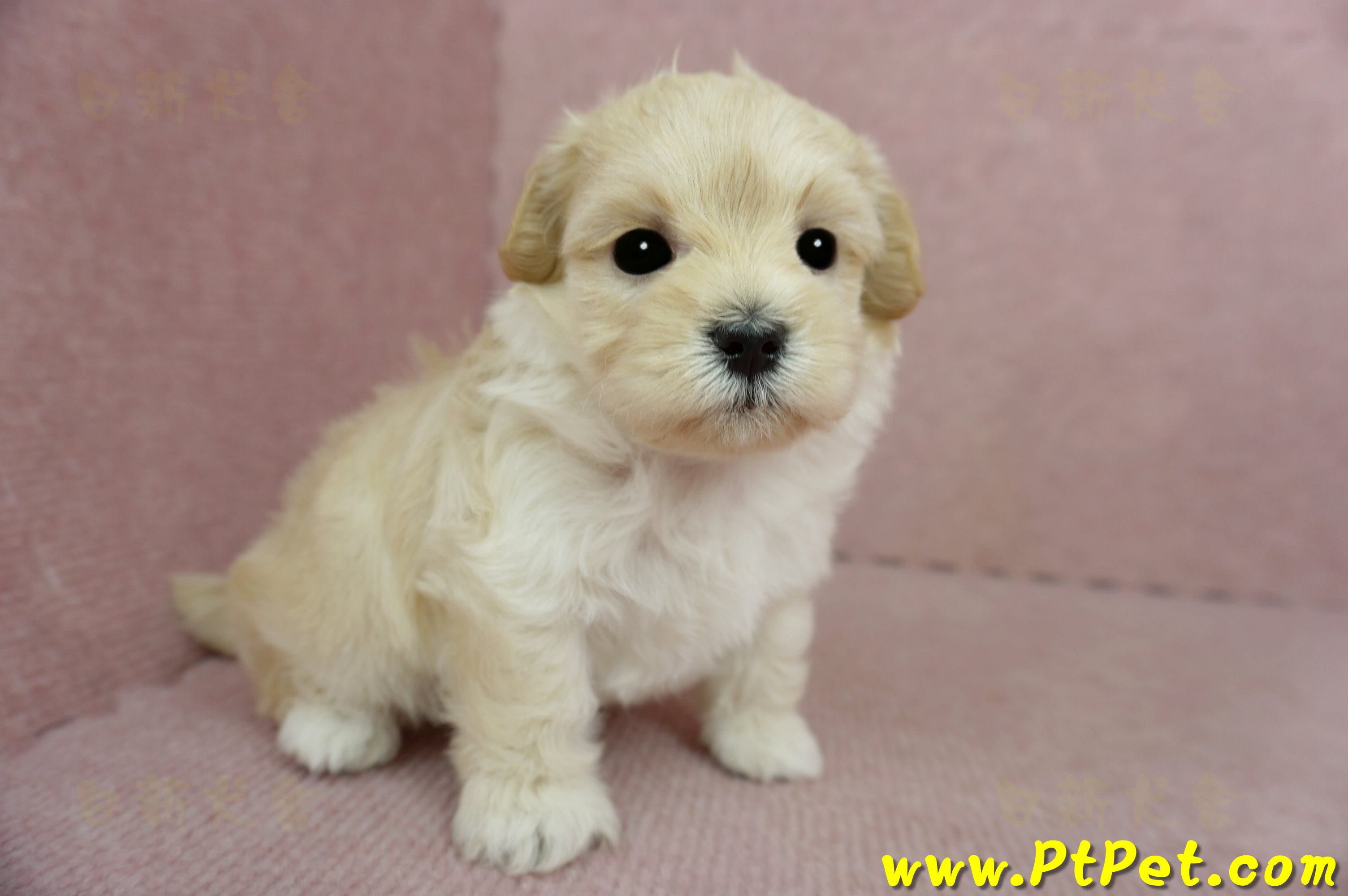 2/23奶油色馬爾泰迪公幼犬(屏東市)