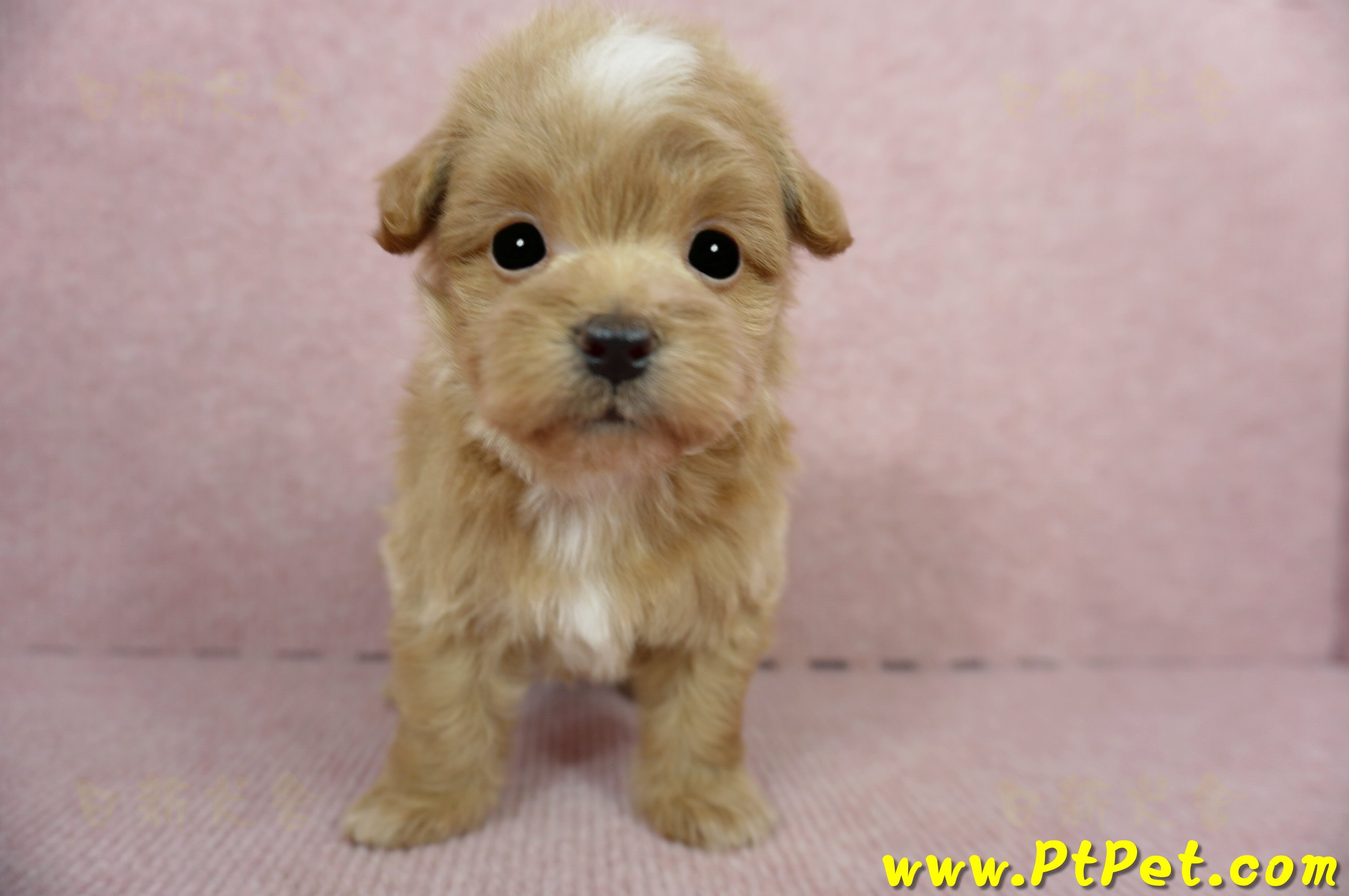 02/14奶油色馬爾泰迪 II 公幼犬(花蓮市)