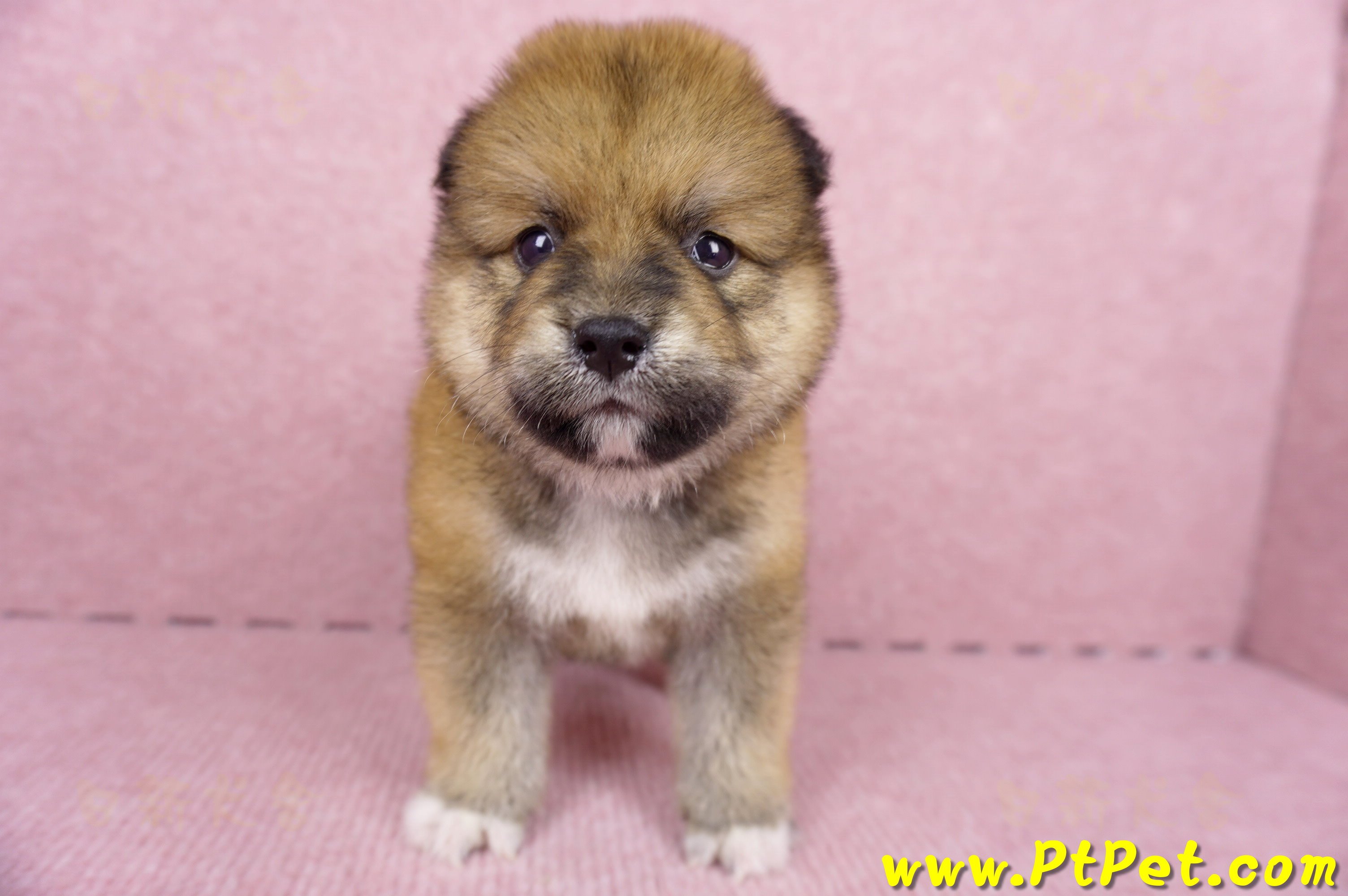 06/24赤色長毛柴犬公幼犬(屏東內埔)