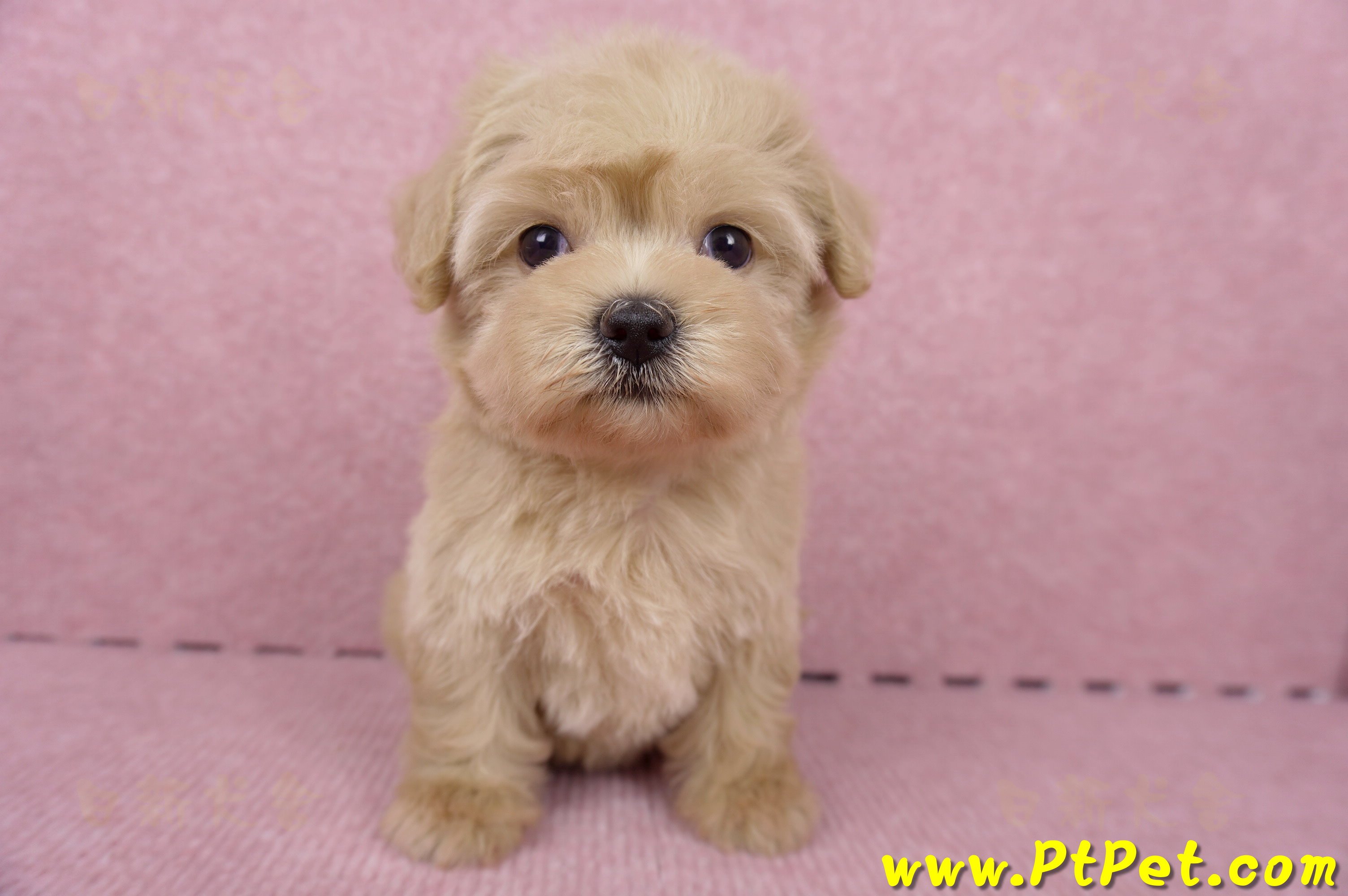 06/15奶油色馬爾泰迪母幼犬2號(桃園中壢)