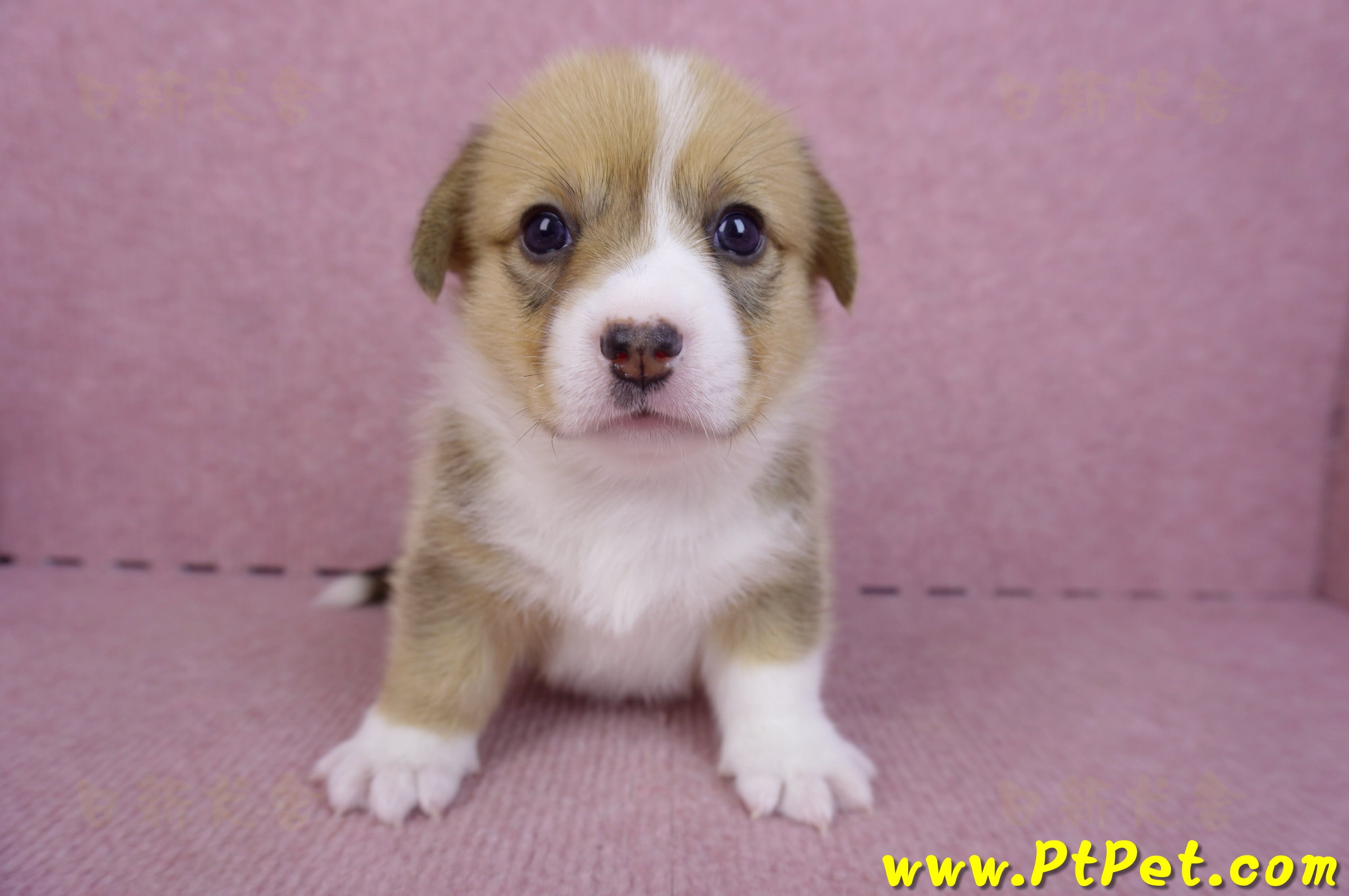 09/22雙色柯基犬母幼犬2號(桃園觀音)