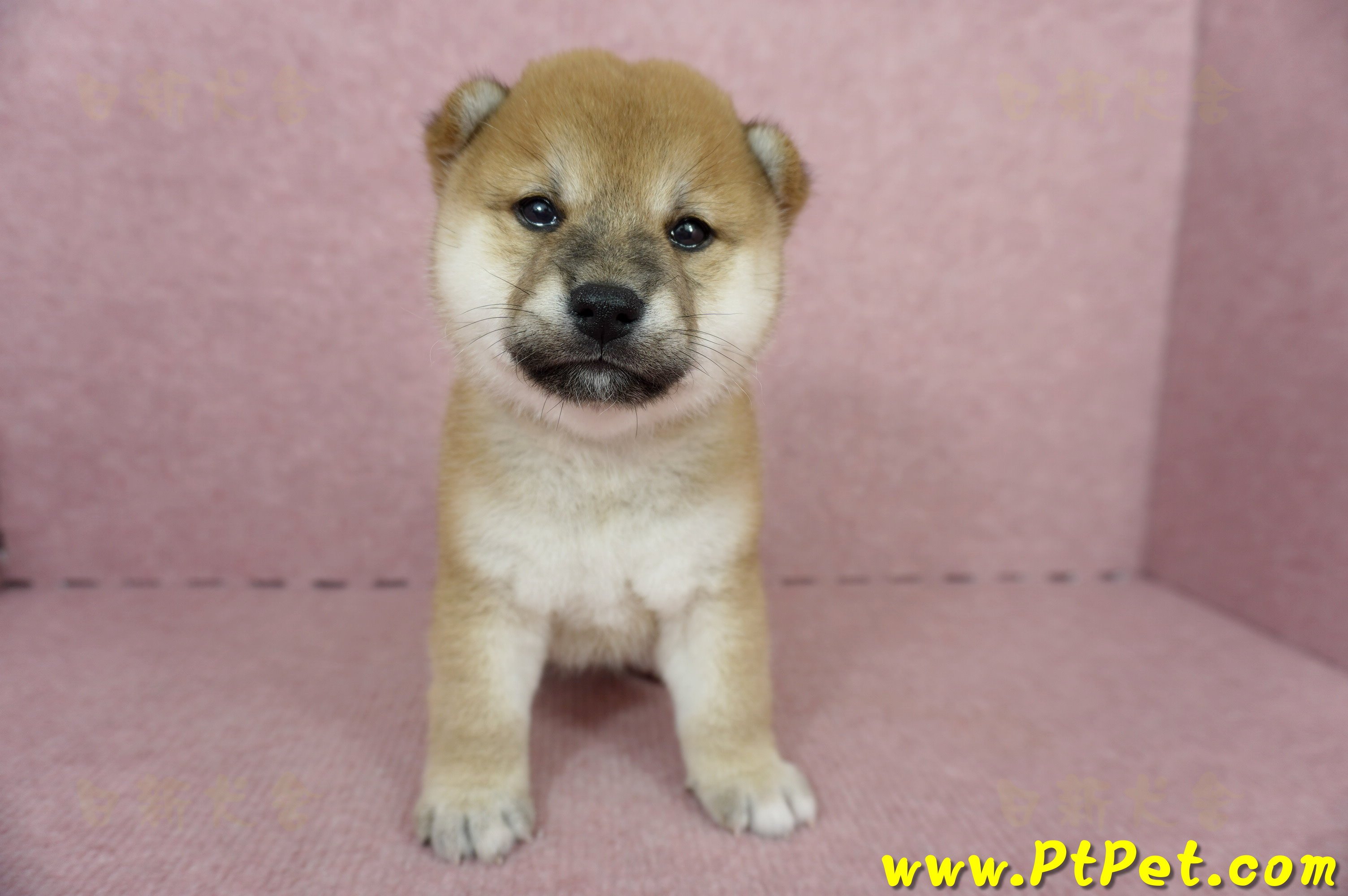 05/11赤色柴犬母幼犬1號(高雄三民)