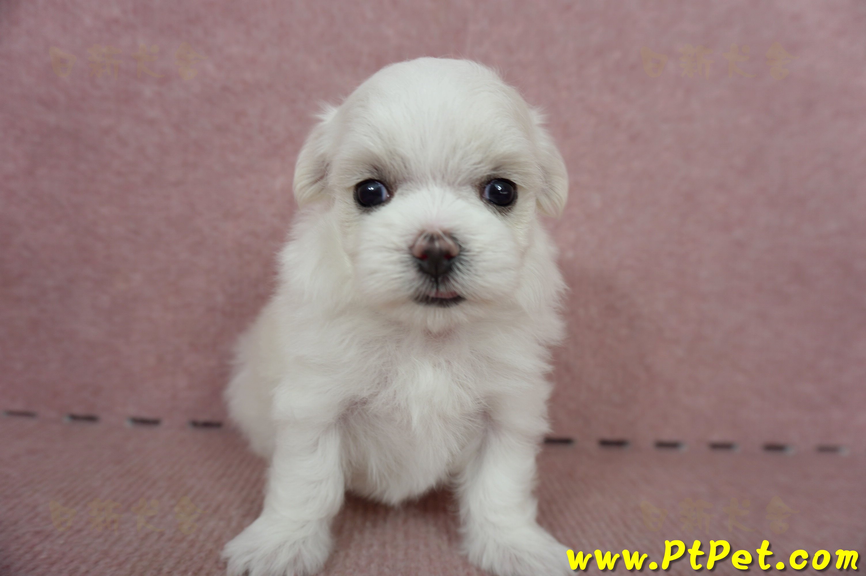 05/28迷你型馬爾濟斯母幼犬(屏東長治)