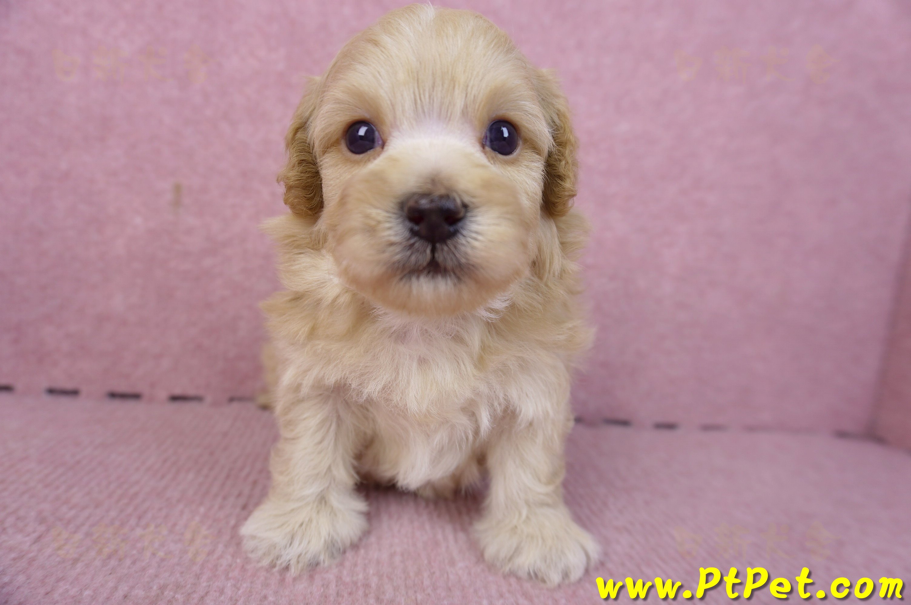 01/11馬爾泰迪公幼犬(台北南港)