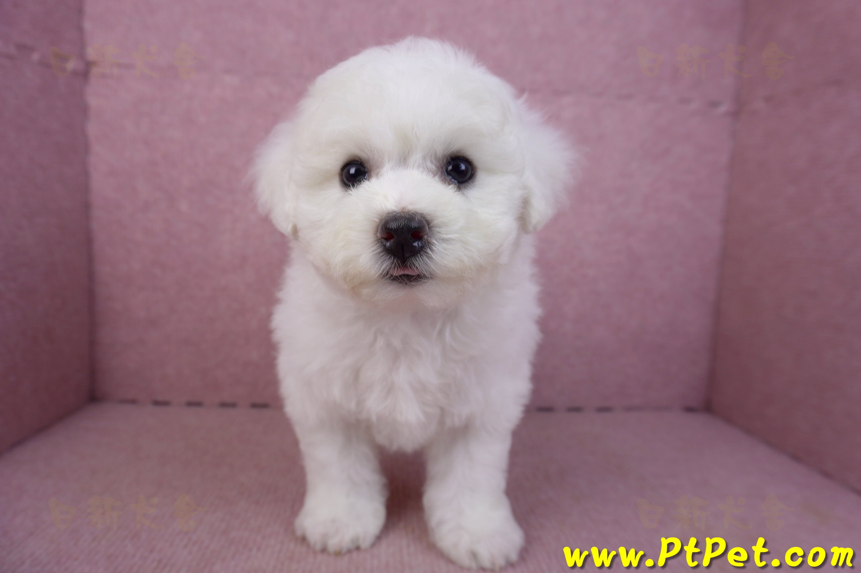 02/14比熊犬母幼犬