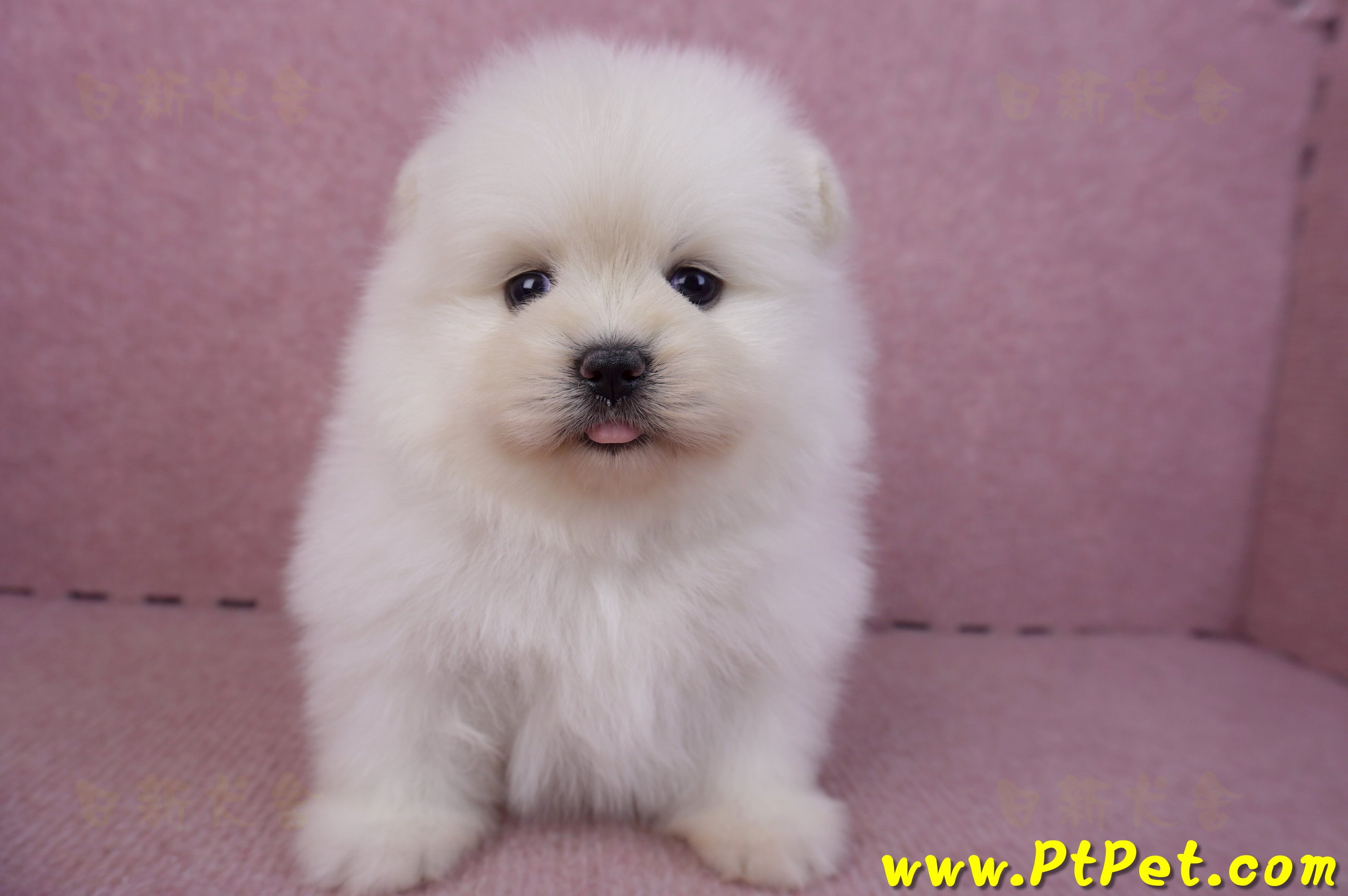 02/10白色松鼠博美母幼犬1號(高雄鼓山)