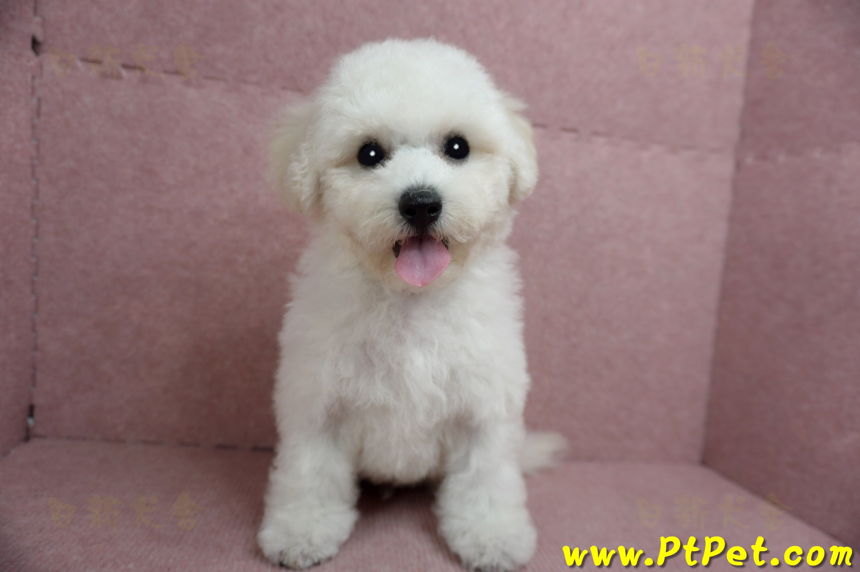 05/20比熊犬公幼犬1號(新北樹林)