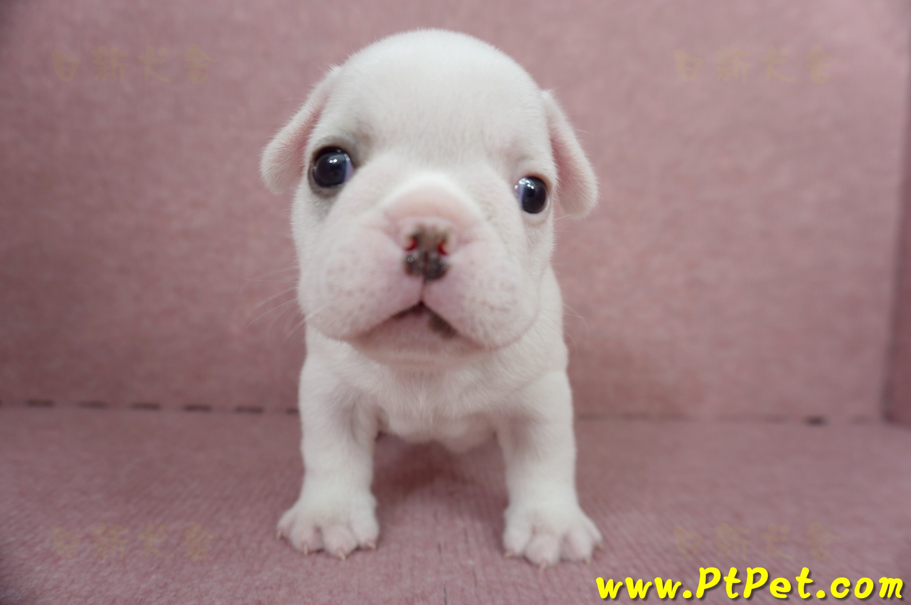 04/18奶白色法國鬥牛公幼犬2號(屏東內埔)