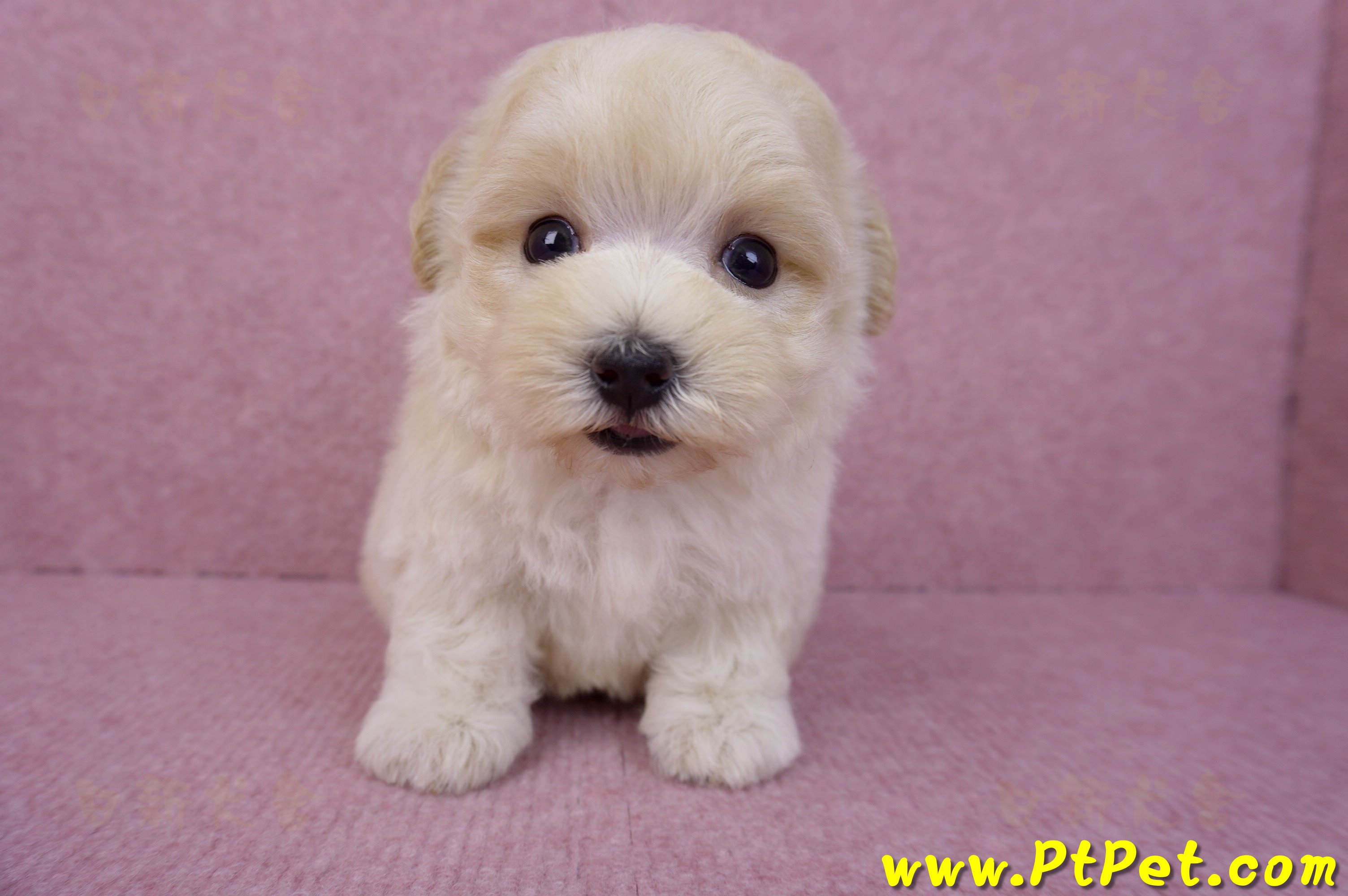 08/02奶油色馬爾泰迪公幼犬(桃園龍潭)