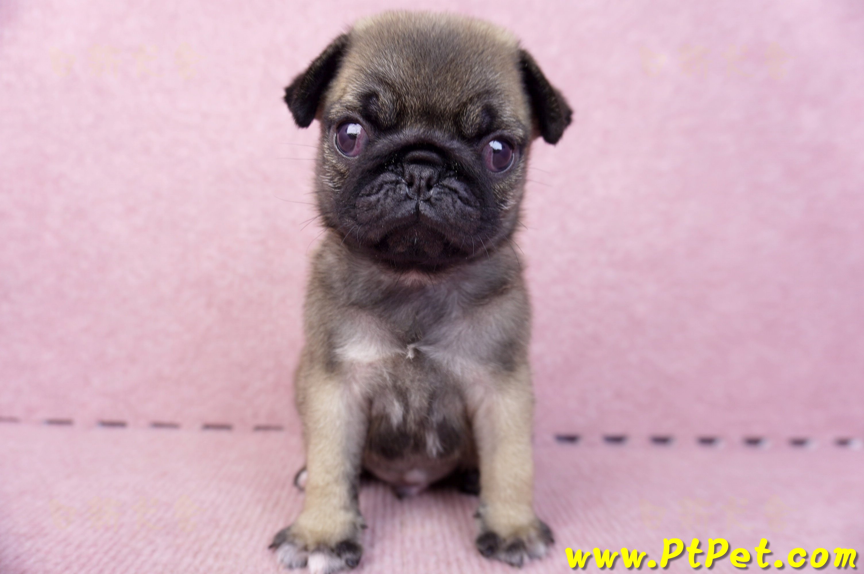 07/09巴哥公幼犬3號(新竹東區)