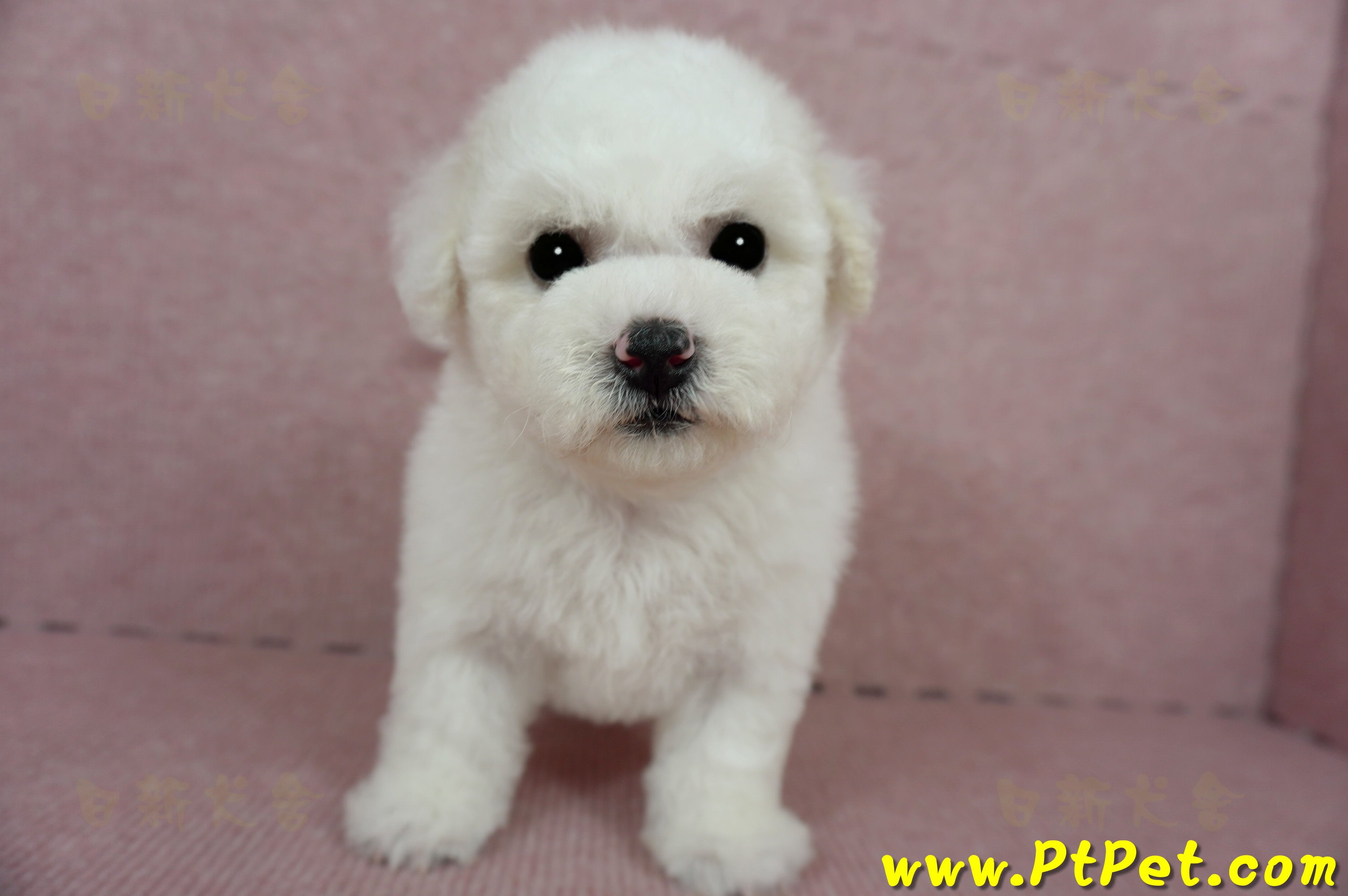 03/11比熊犬母幼犬(嘉義)