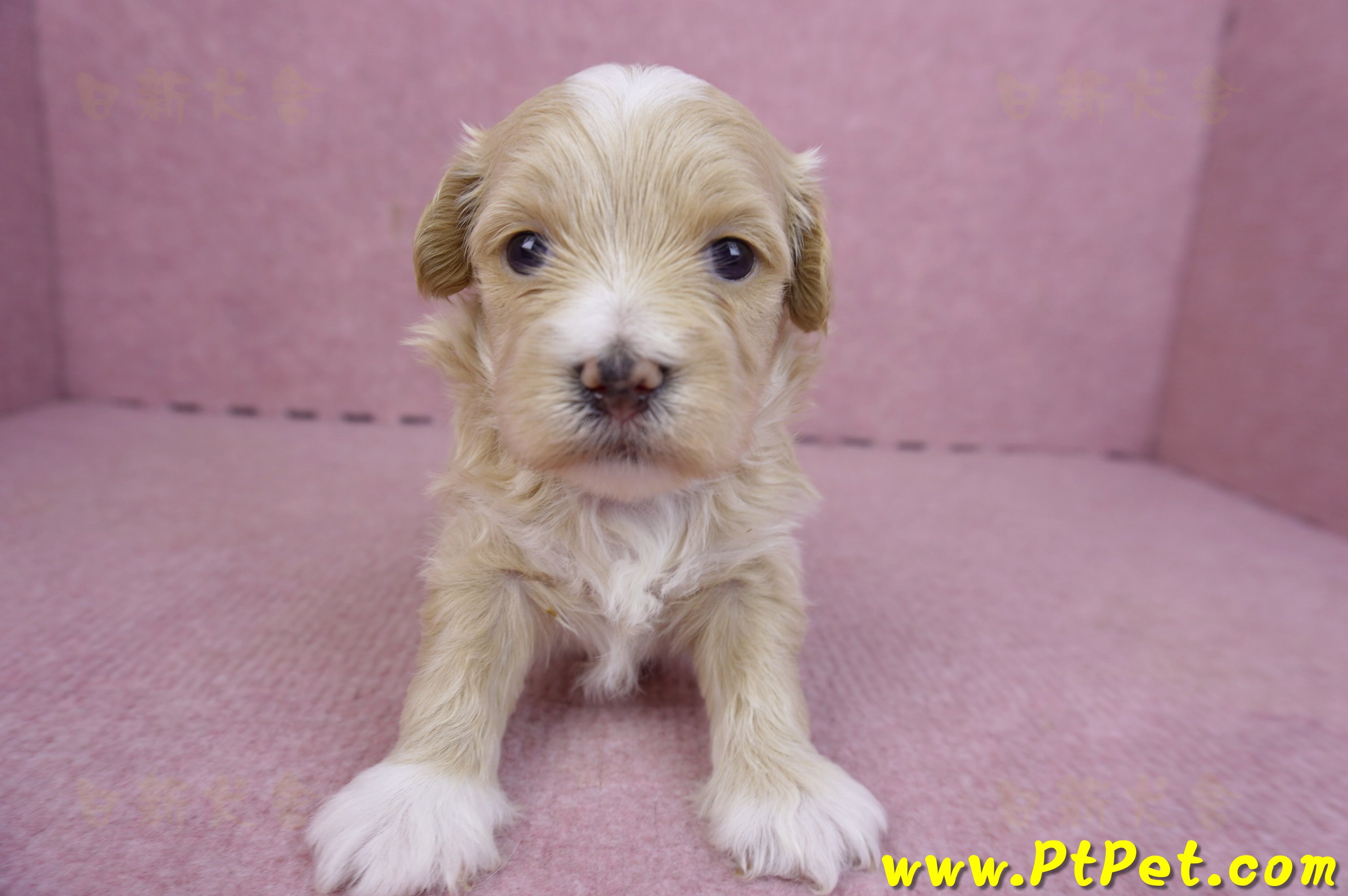 01/30馬爾泰迪公幼犬3號