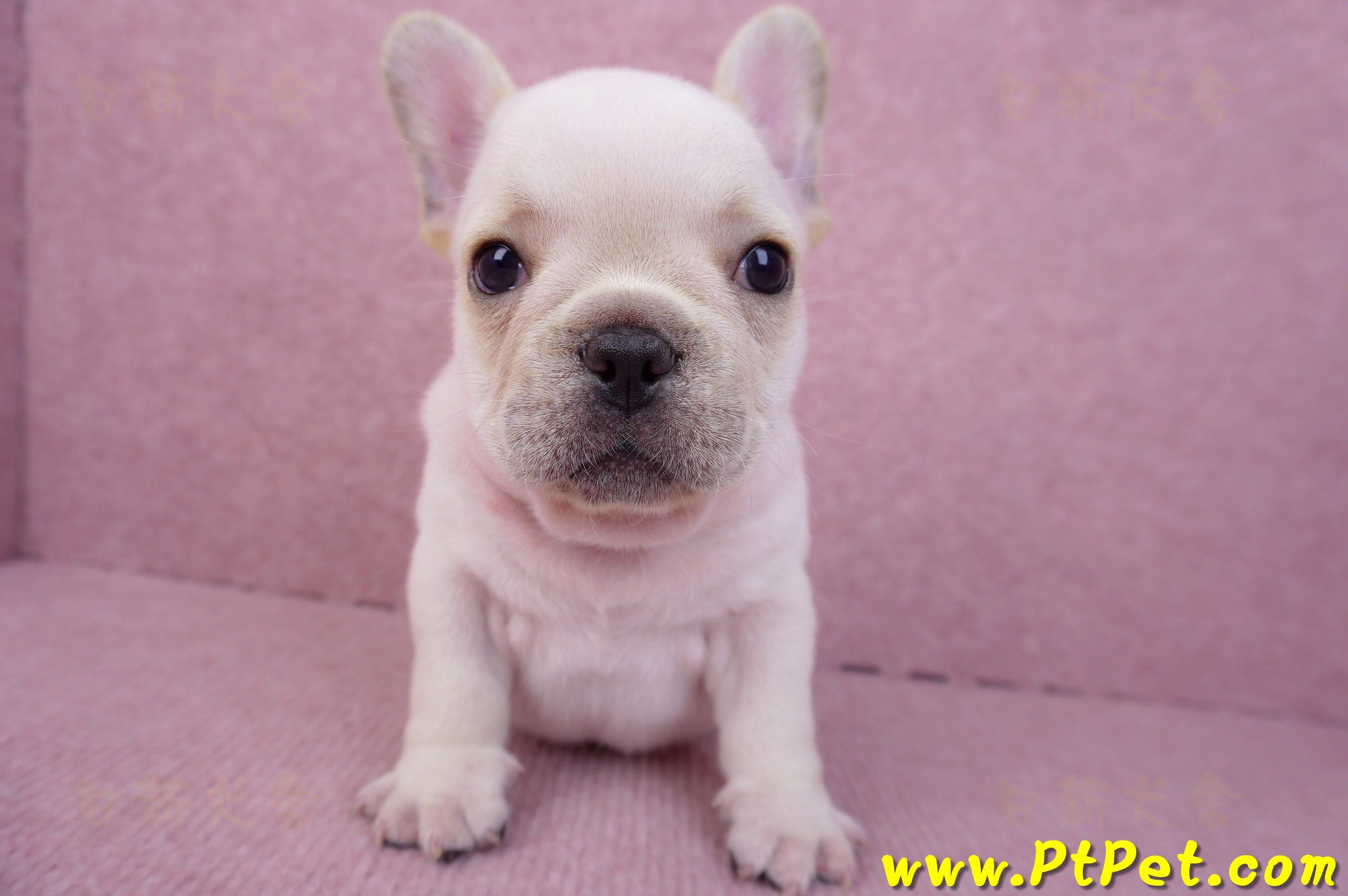 07/25奶油色法國鬥牛公幼犬(台北士林)