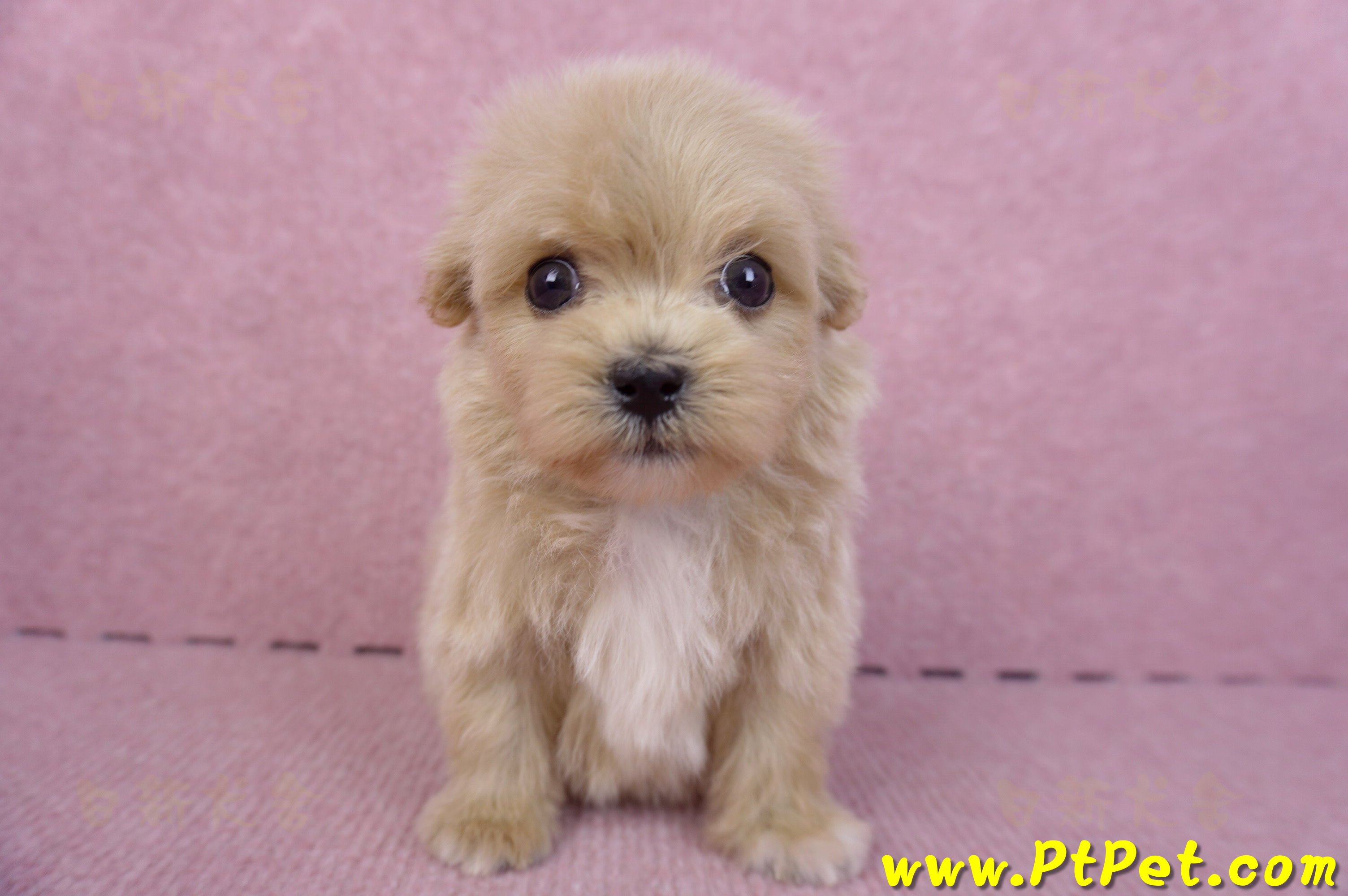 10/13馬爾泰迪公幼犬3號(高雄三民)