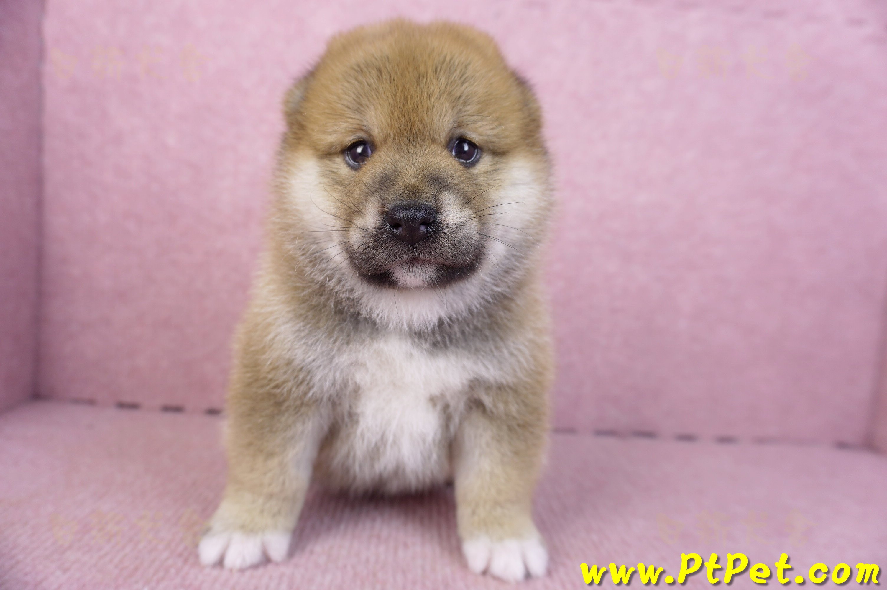 02/06赤色柴犬母幼犬1號