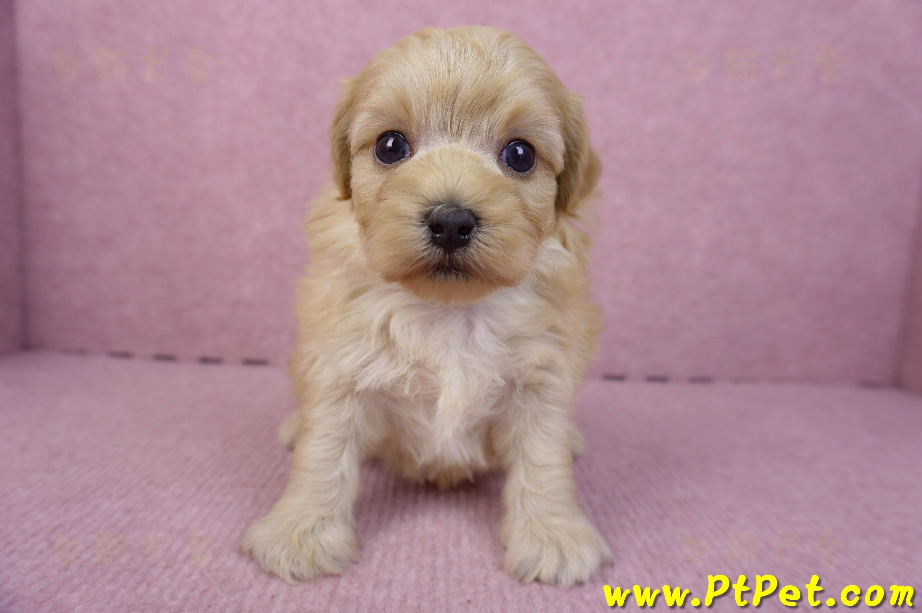 12/10馬爾泰迪公幼犬4號