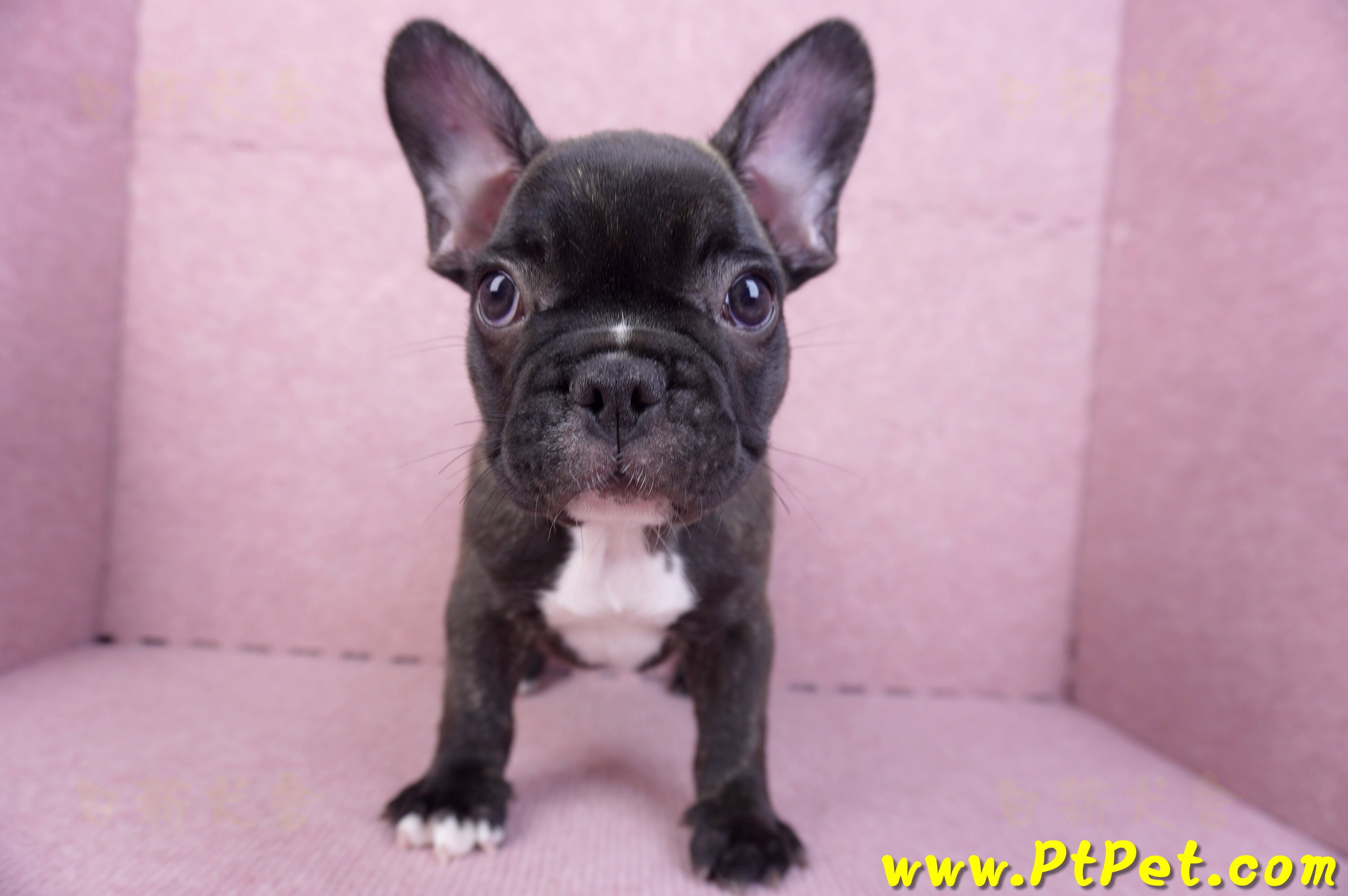 09/18虎斑色法國鬥牛母幼犬1號(屏東泰武)