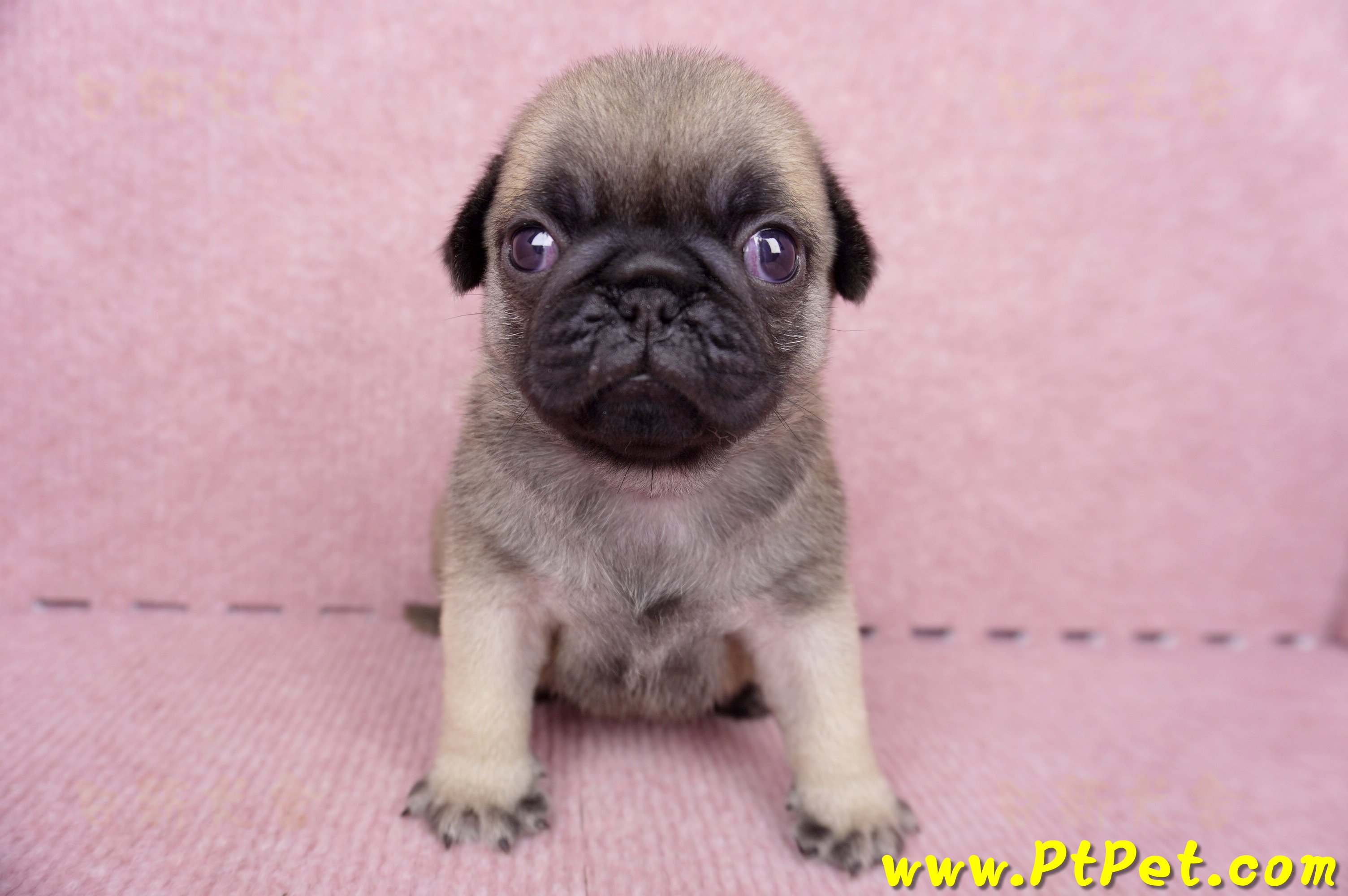 07/09巴哥公幼犬1號(台南關廟)