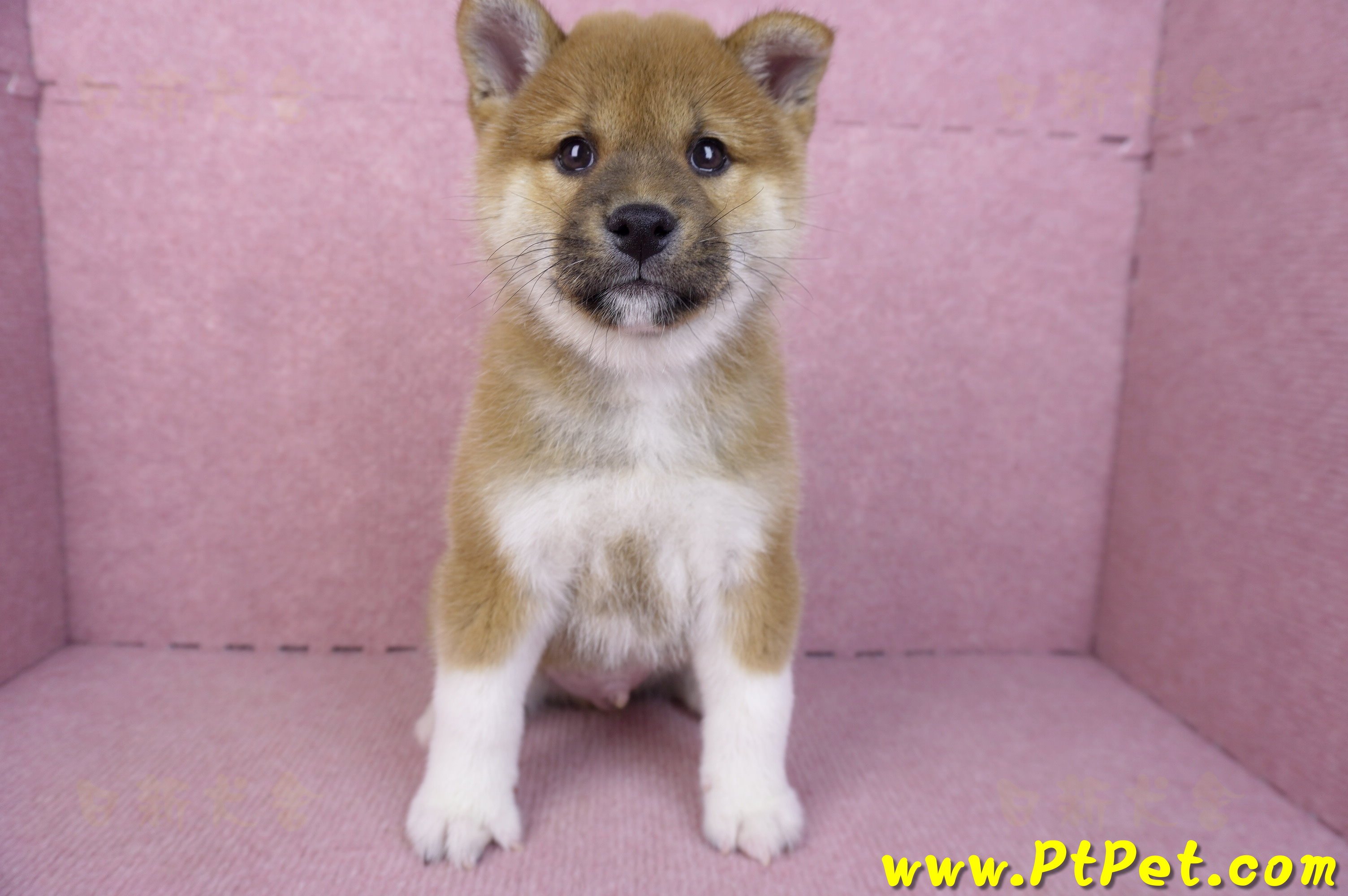 11/19赤色柴犬公幼犬(台中豐原)