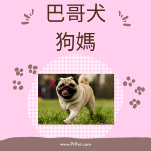 巴哥-狗媽