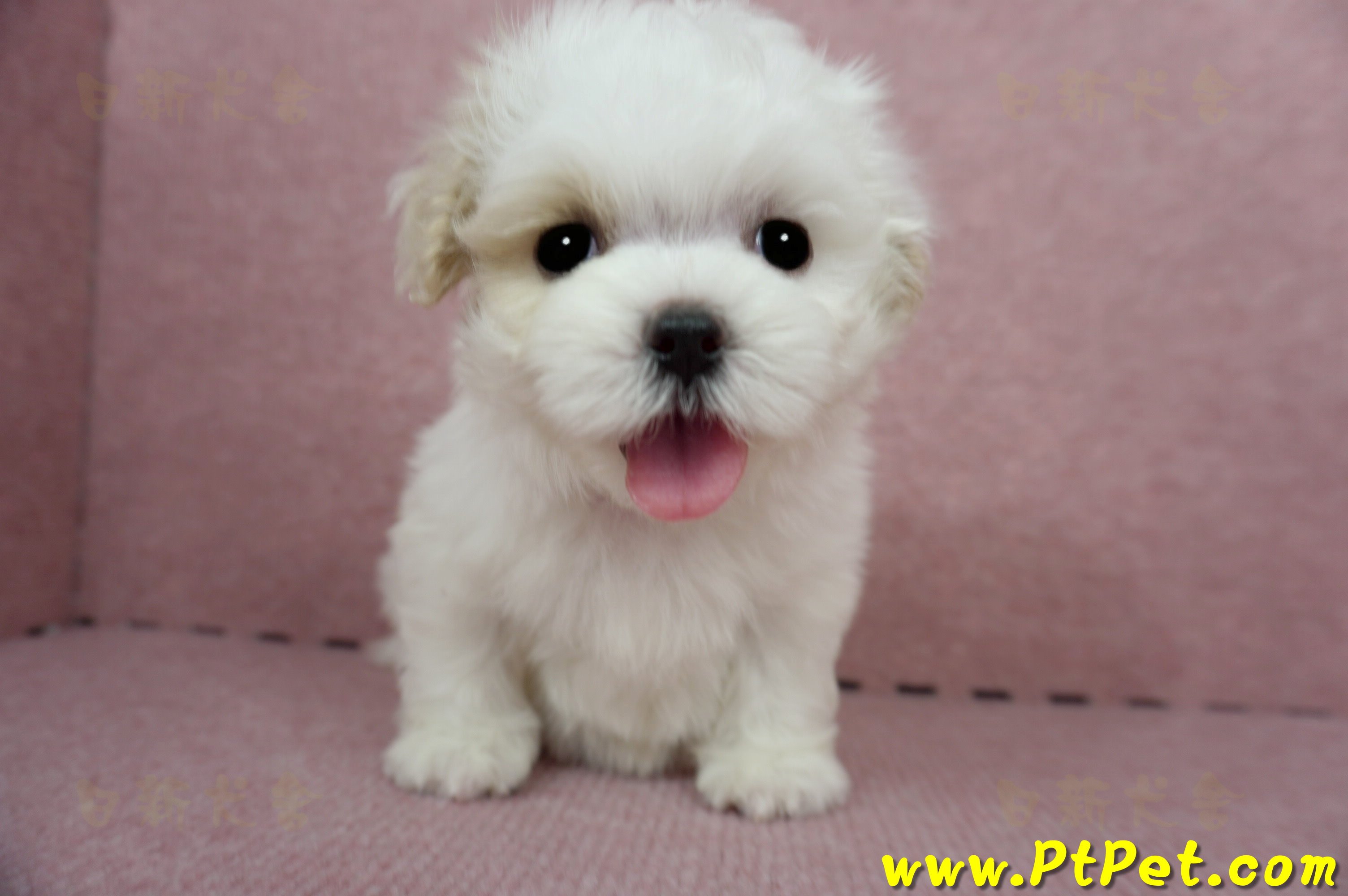 04/11紅白花馬爾泰迪母幼犬(桃園平鎮)