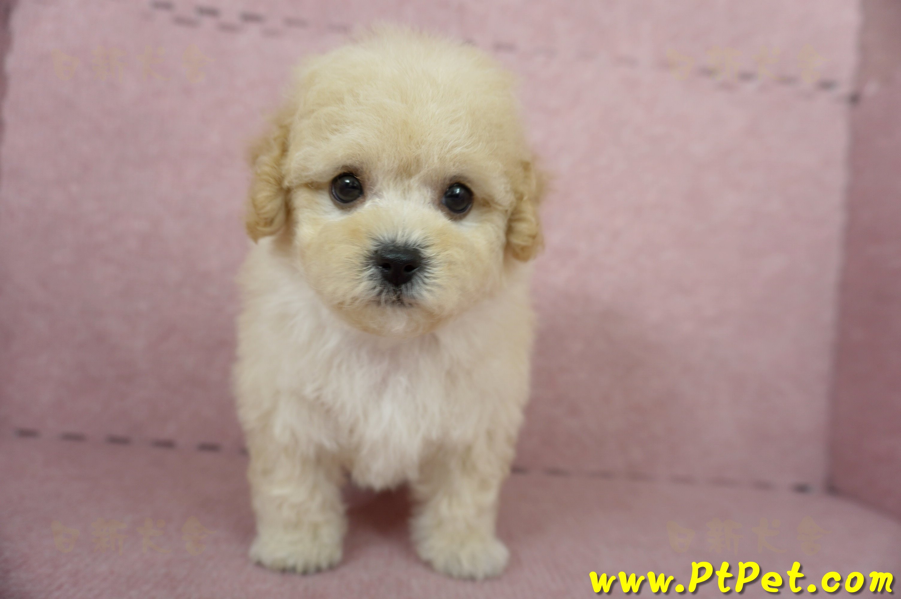 11/08泰迪比熊母幼犬(屏東長治)