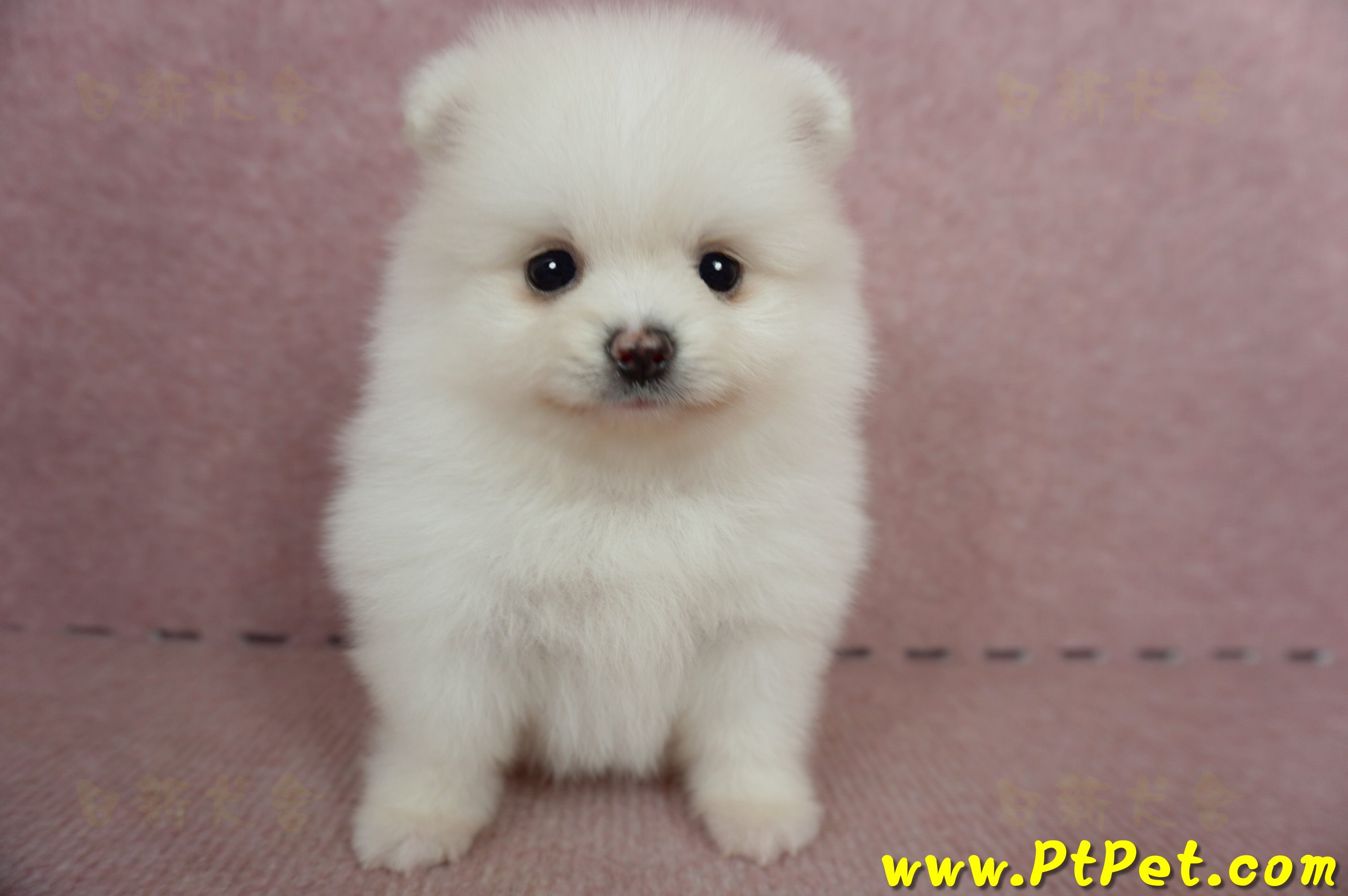 05/22迷你型松鼠白博美母幼犬(屏東高樹)