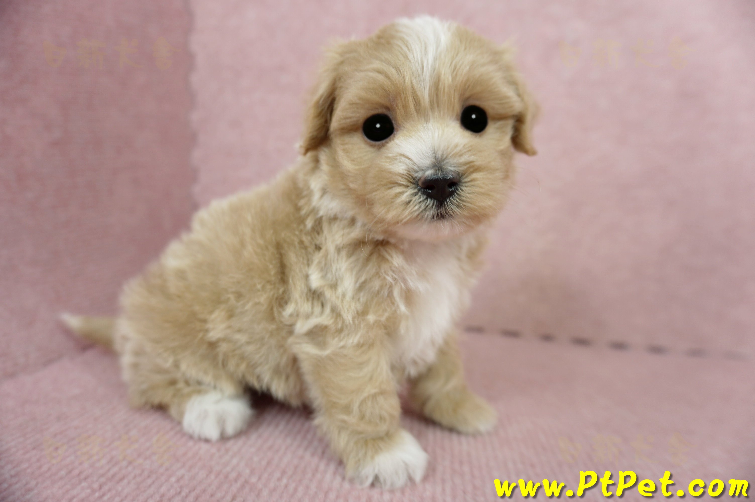 03/21奶油色馬爾泰迪公幼犬(桃園蘆竹)