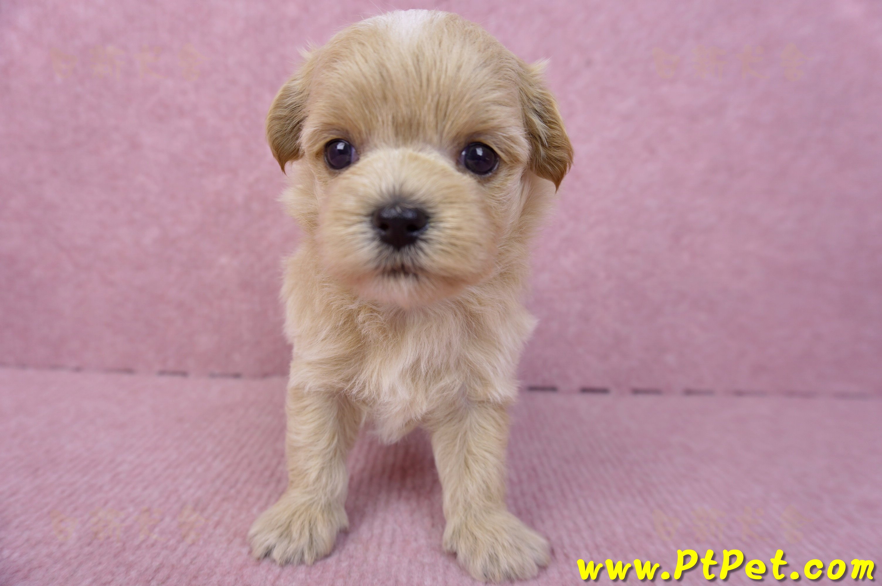 08/06奶油色馬爾泰迪母幼犬2號(高雄鼓山)