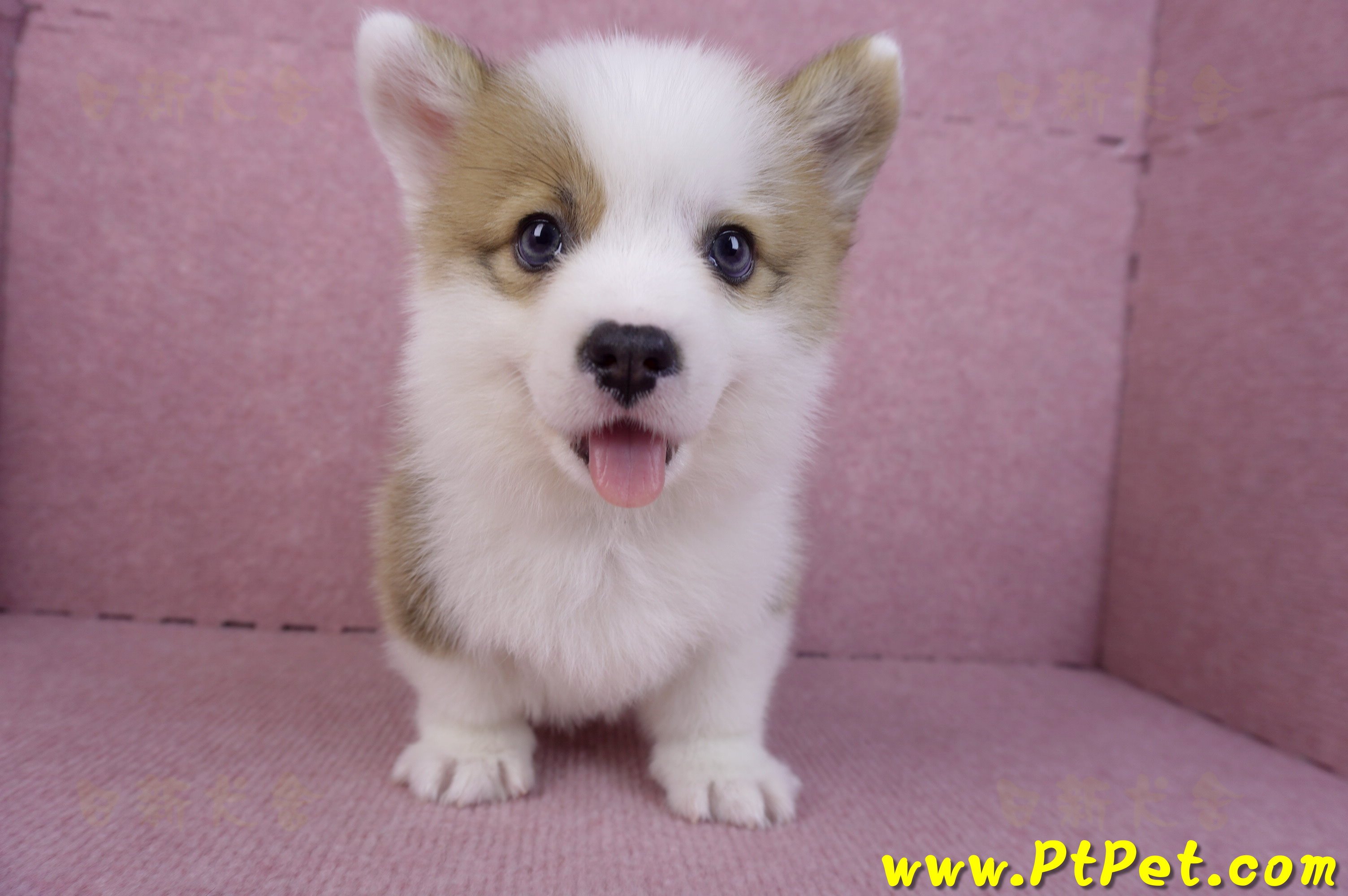 11/05雙色柯基犬公幼犬4號(台南安平)